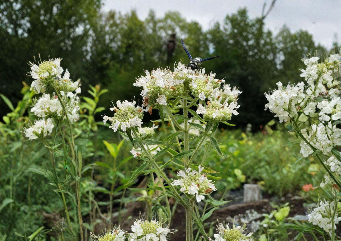 Pycnanthemum Pilosum Hairy Mountain Mint Seeds, Native Aromatic Herb for Pollinator Gardens & Prairie Landscapes, 1000 Seeds
