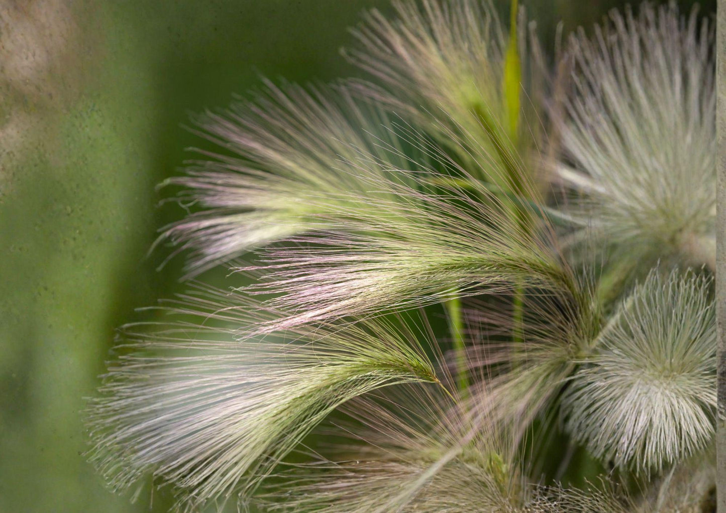 Hordeum Jubatum Foxtail Barley Seeds – Ornamental Wild Grass with Pink Purple Seed Heads, 25 Pack