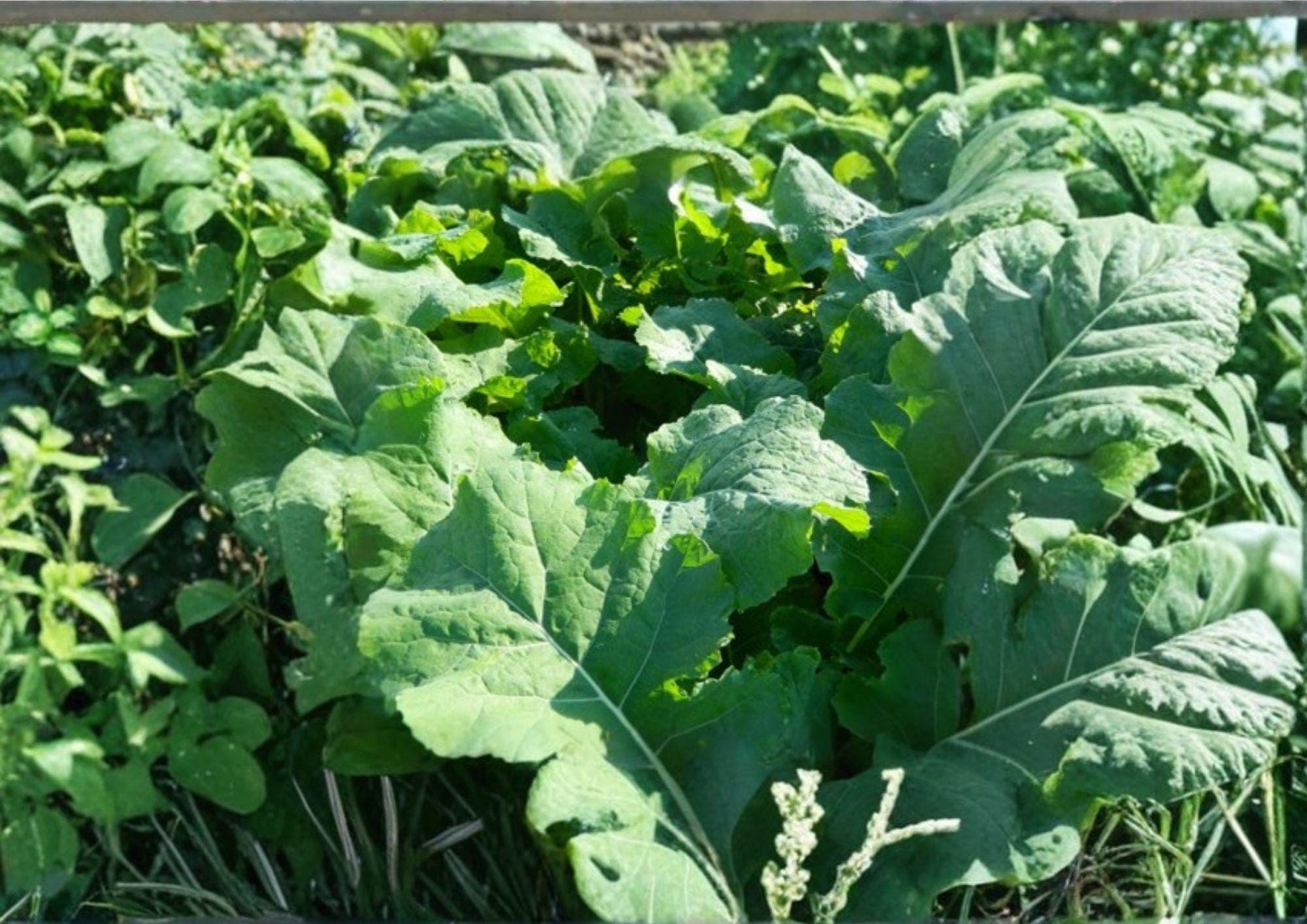 Bayou Kale Brassica oleracea 500 Seeds – Winter Hardy Cover Crop for Soil Improvement and Edible Greens