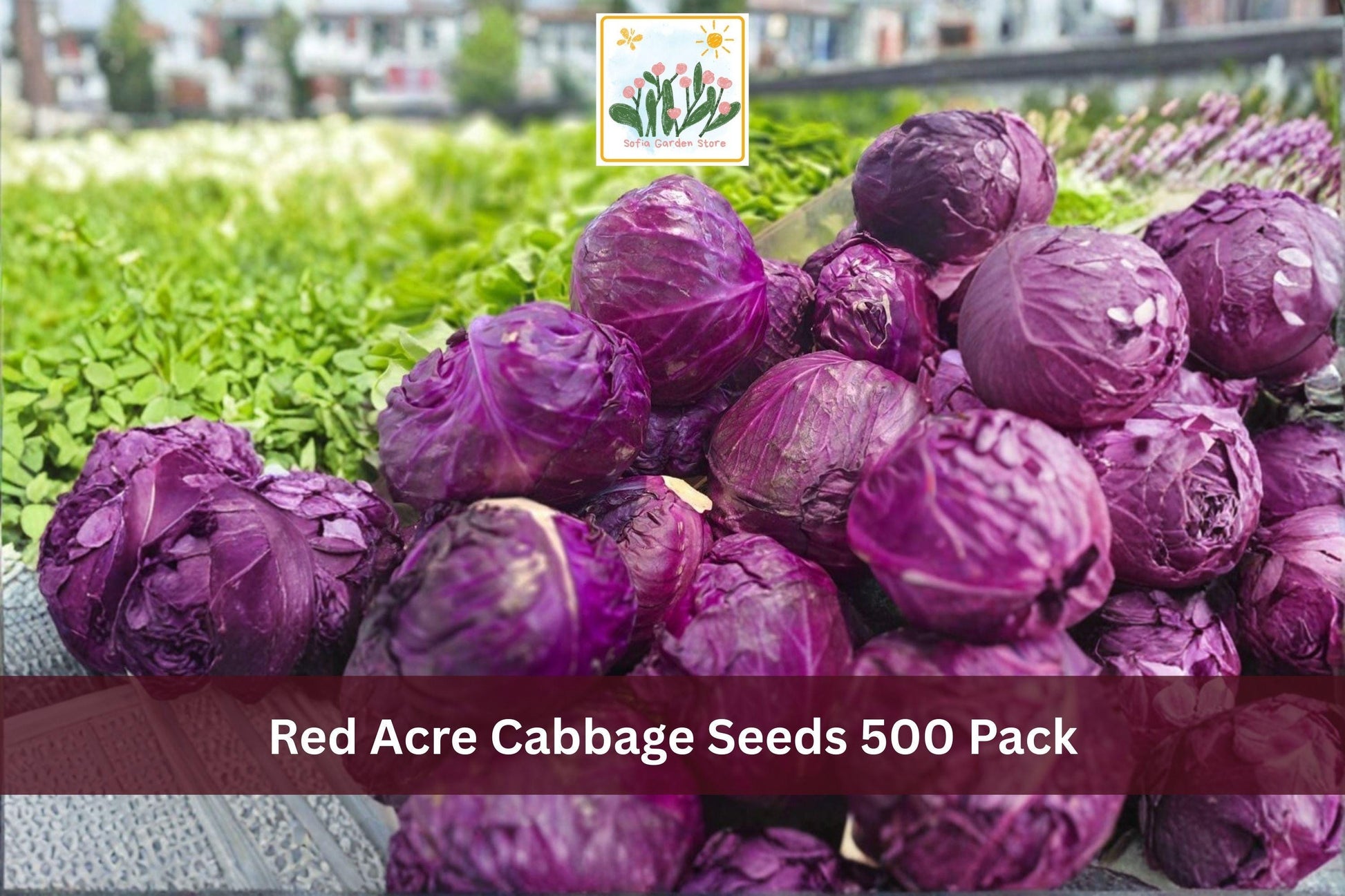 Red Acre Cabbage Seeds 500 Pack – Brassica oleracea var. capitata, Heirloom, Compact Red Heads for Vegetable Gardens