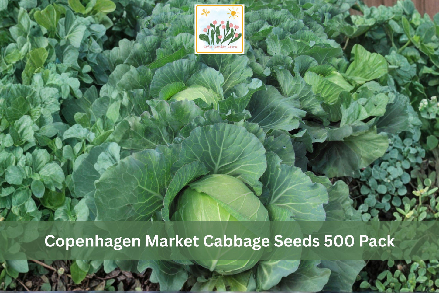 Copenhagen Market Cabbage Seeds – Brassica oleracea var. capitata – Heirloom Green Cabbage for Vegetable Gardens, Raised Beds & Kitchen Plots