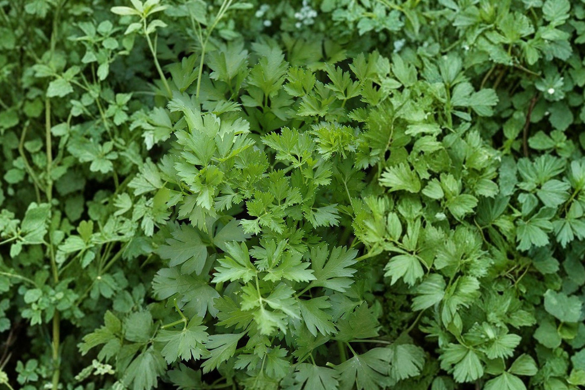 Heirloom Flat Leaf Parsley Seeds – 500+ Premium Herb Seeds for Culinary Garden, Container Growing, Petroselinum crispum