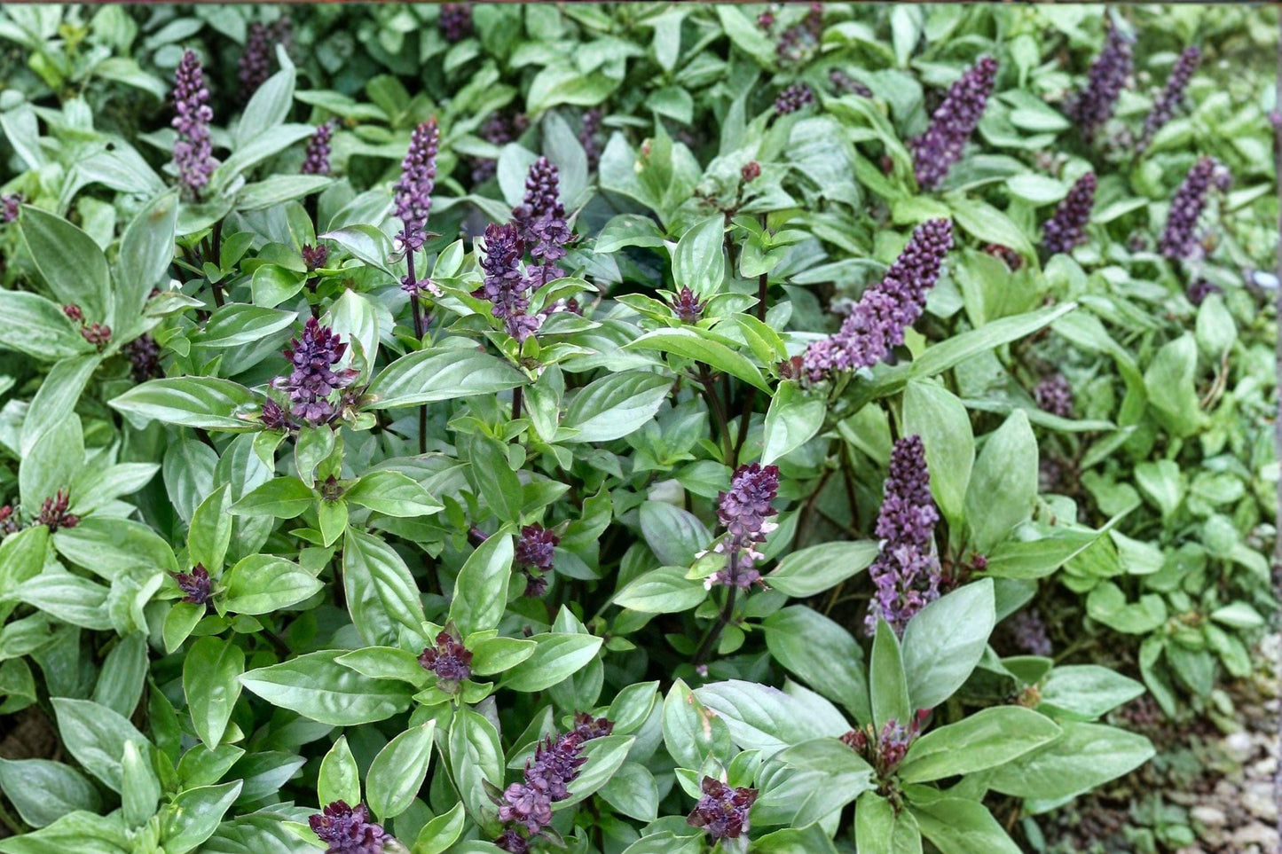 Cinnamon Basil Seeds - Heirloom Aromatic Herb for Culinary Gardens, Pollinator-Friendly, 500+ Seeds (Ocimum basilicum)