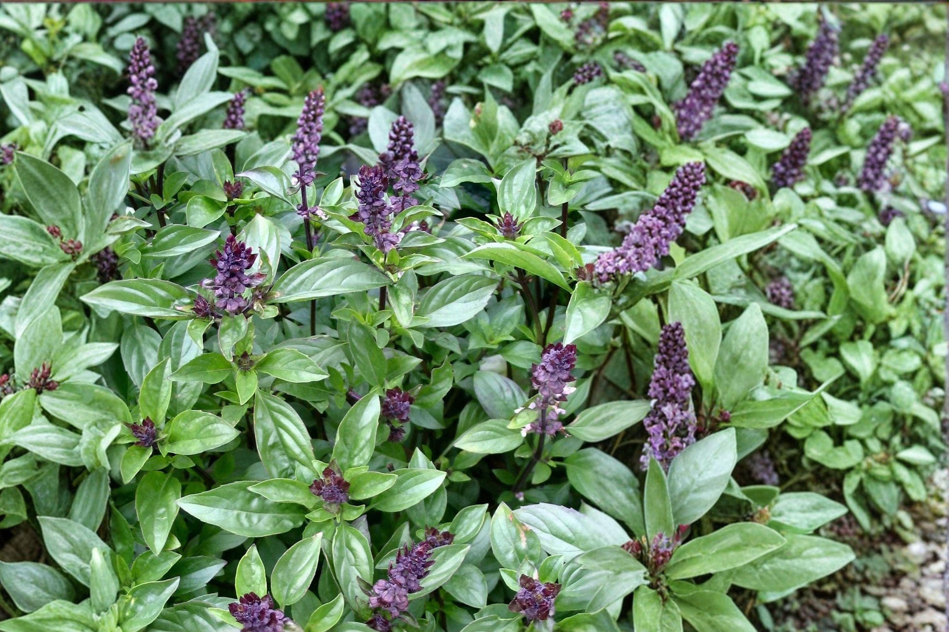 Cinnamon Basil Seeds - Heirloom Aromatic Herb for Culinary Gardens, Pollinator-Friendly, 500+ Seeds (Ocimum basilicum)