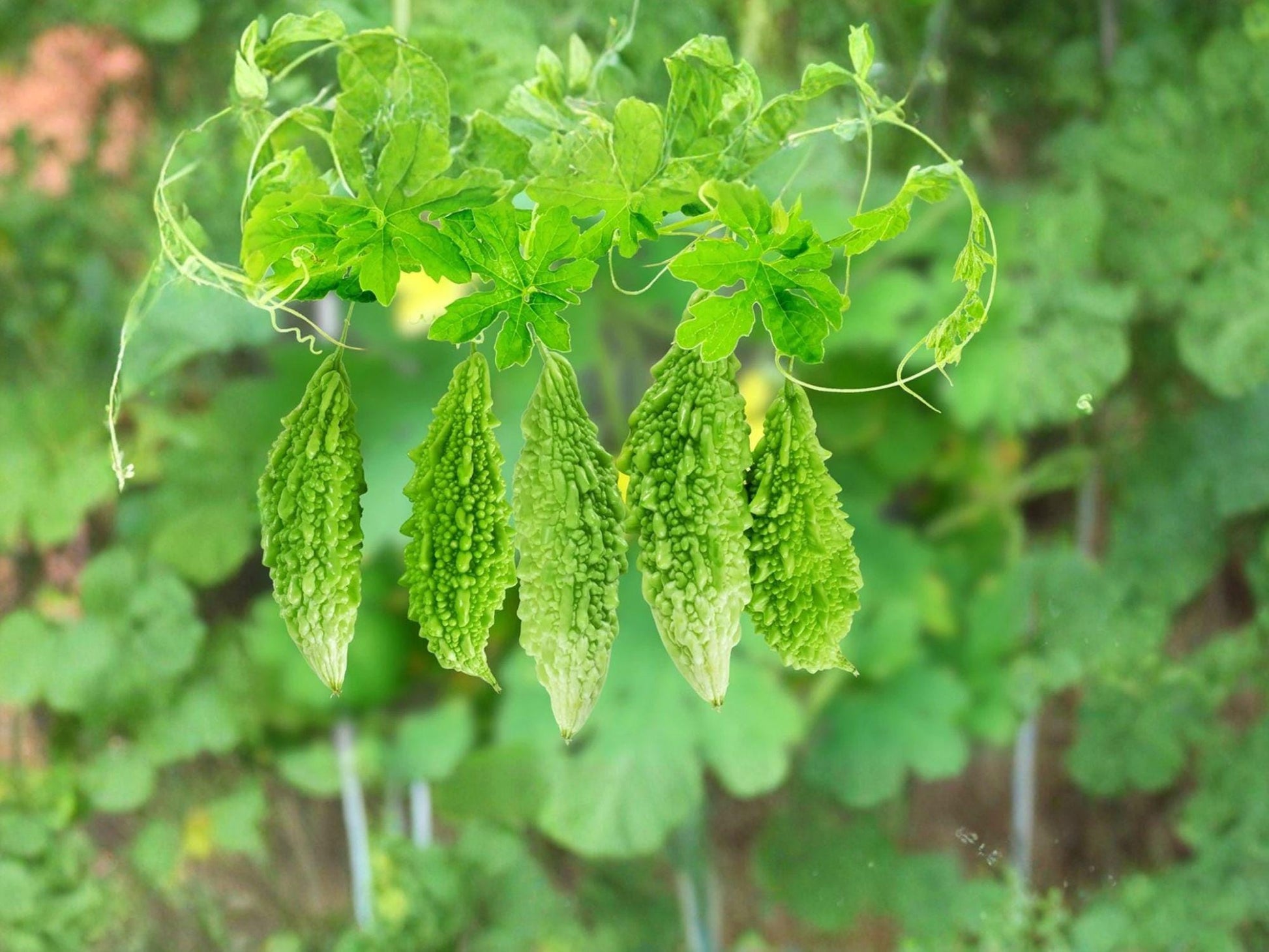 Bitter Gourd Seeds, Bitter Melon Vegetable, Climbing Vine, Momordica charantia, 5 Seeds for Garden & Trellis Growing