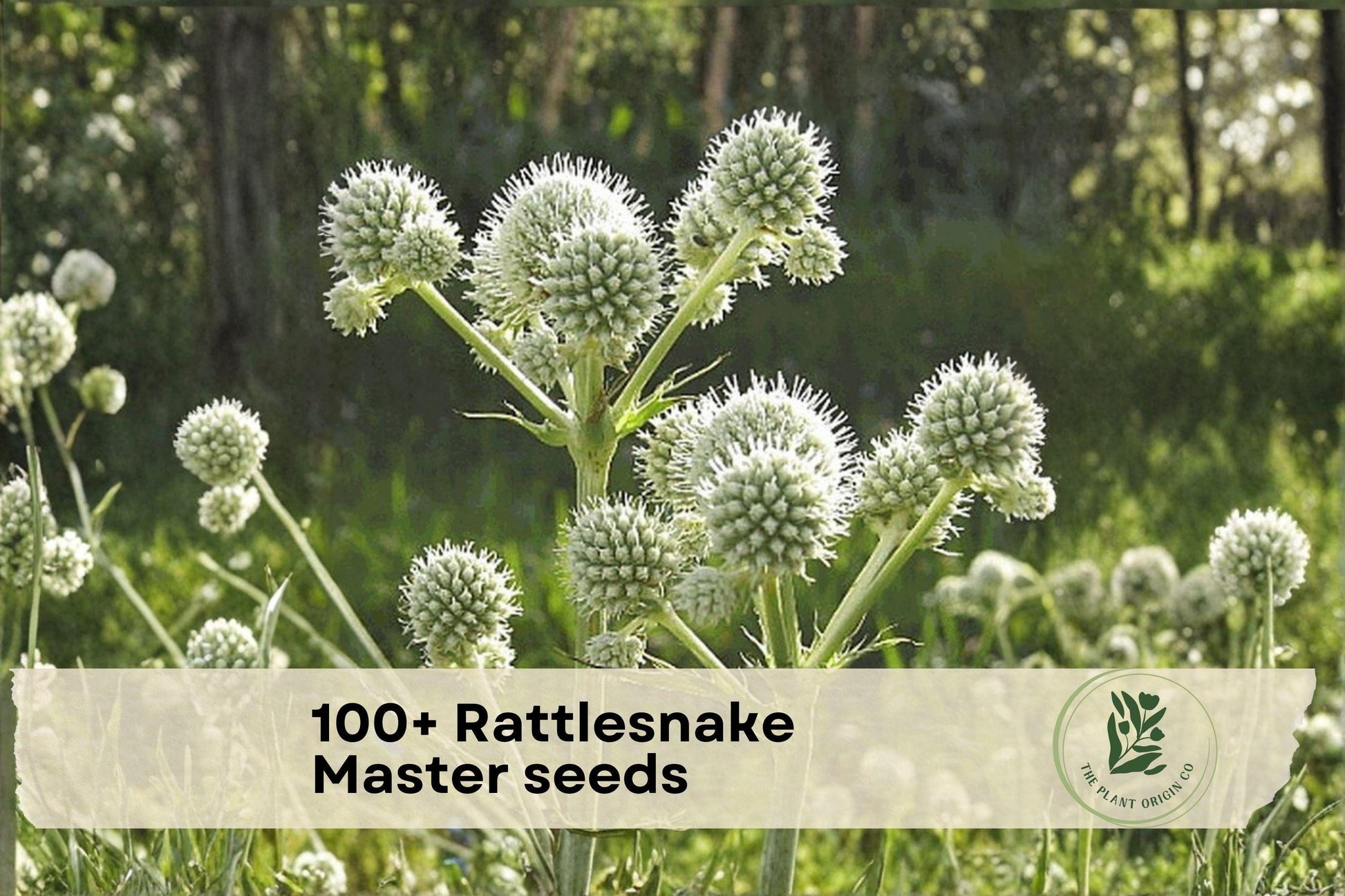 100+ Rattlesnake Master Seeds – Native Prairie Wildflower, Eryngium yuccifolium, Pollinator-Friendly, Drought Tolerant