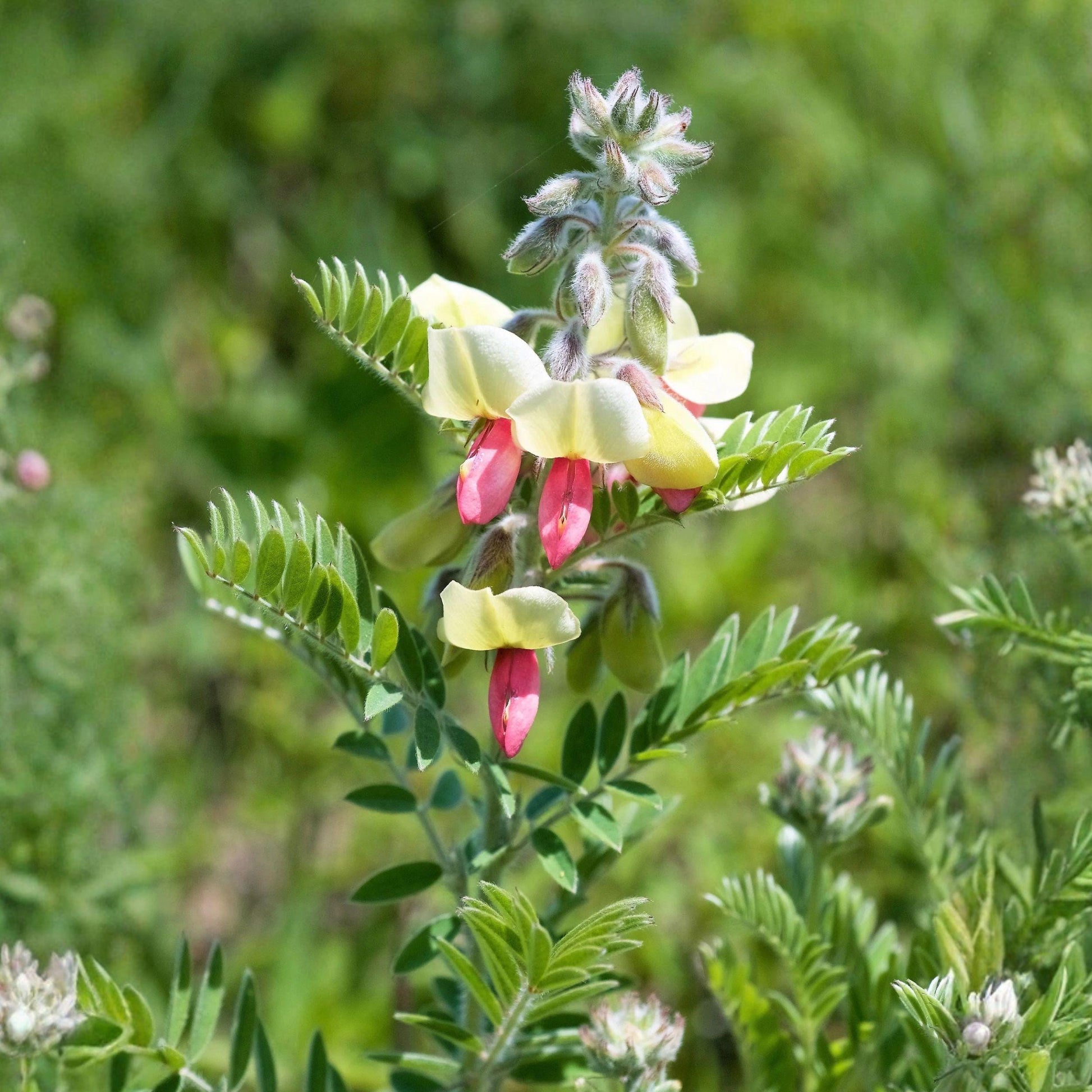 Goat's Rue Seeds, Native Perennial Wildflower, Pink Pea-Like Flowers, Nitrogen Fixing Plant, Tephrosia virginiana, 10 Seeds