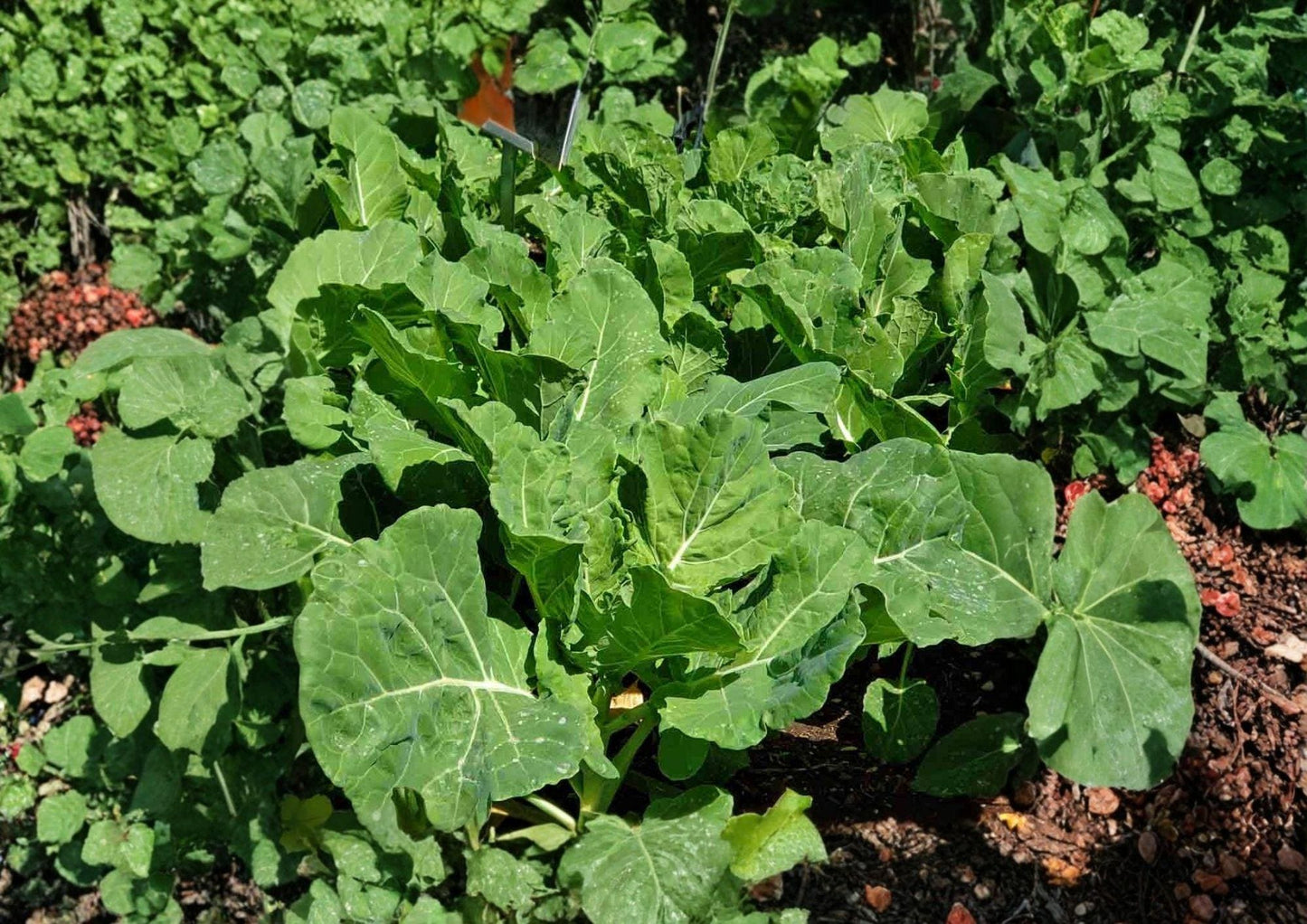 Georgia Collard Greens Seeds – Heirloom Brassica Oleracea for Spring and Fall Gardens, Leafy Vegetable, 400 Seeds