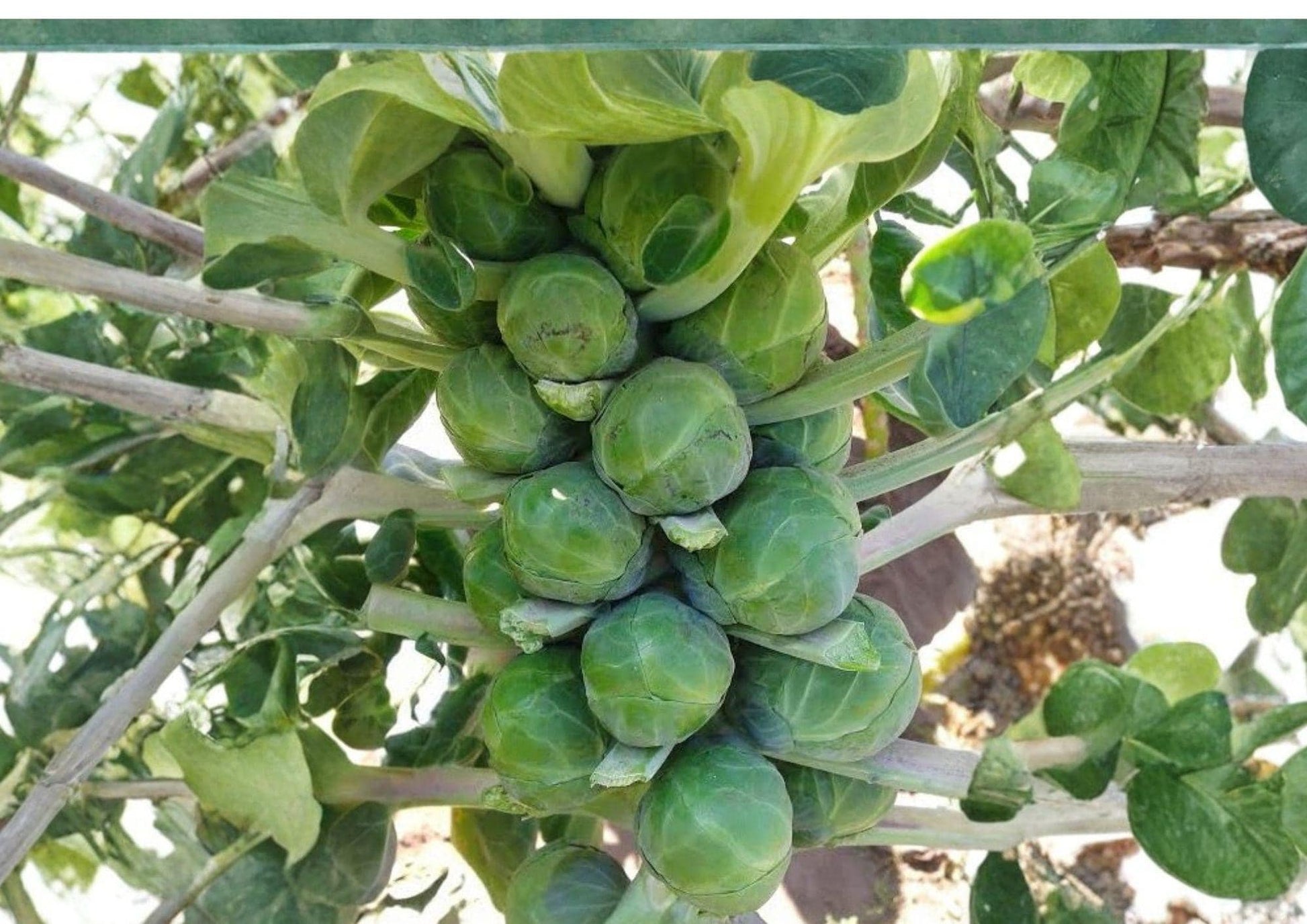 Long Island Improved Brussels Sprouts Seeds – Non-GMO Heirloom Vegetable for Cool Season Garden Harvest