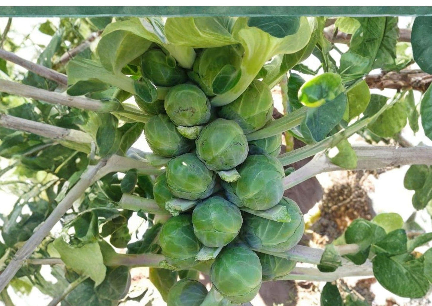 Long Island Improved Brussels Sprouts Seeds – Heirloom Non-GMO Vegetable for Cool Season Garden Harvest