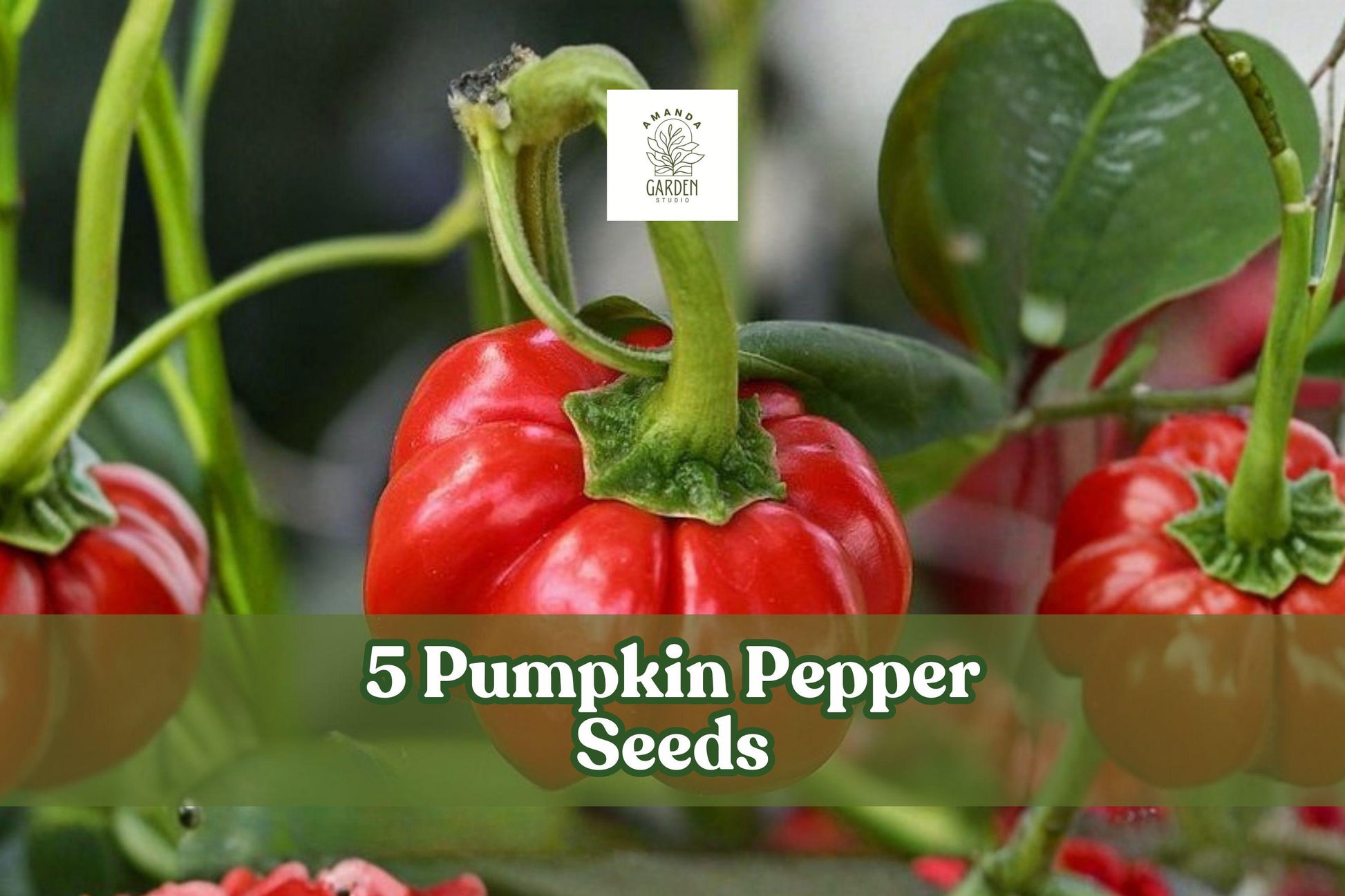 Pumpkin Pepper Seeds – Ornamental Capsicum annuum for Decorative Gardens and Crafts