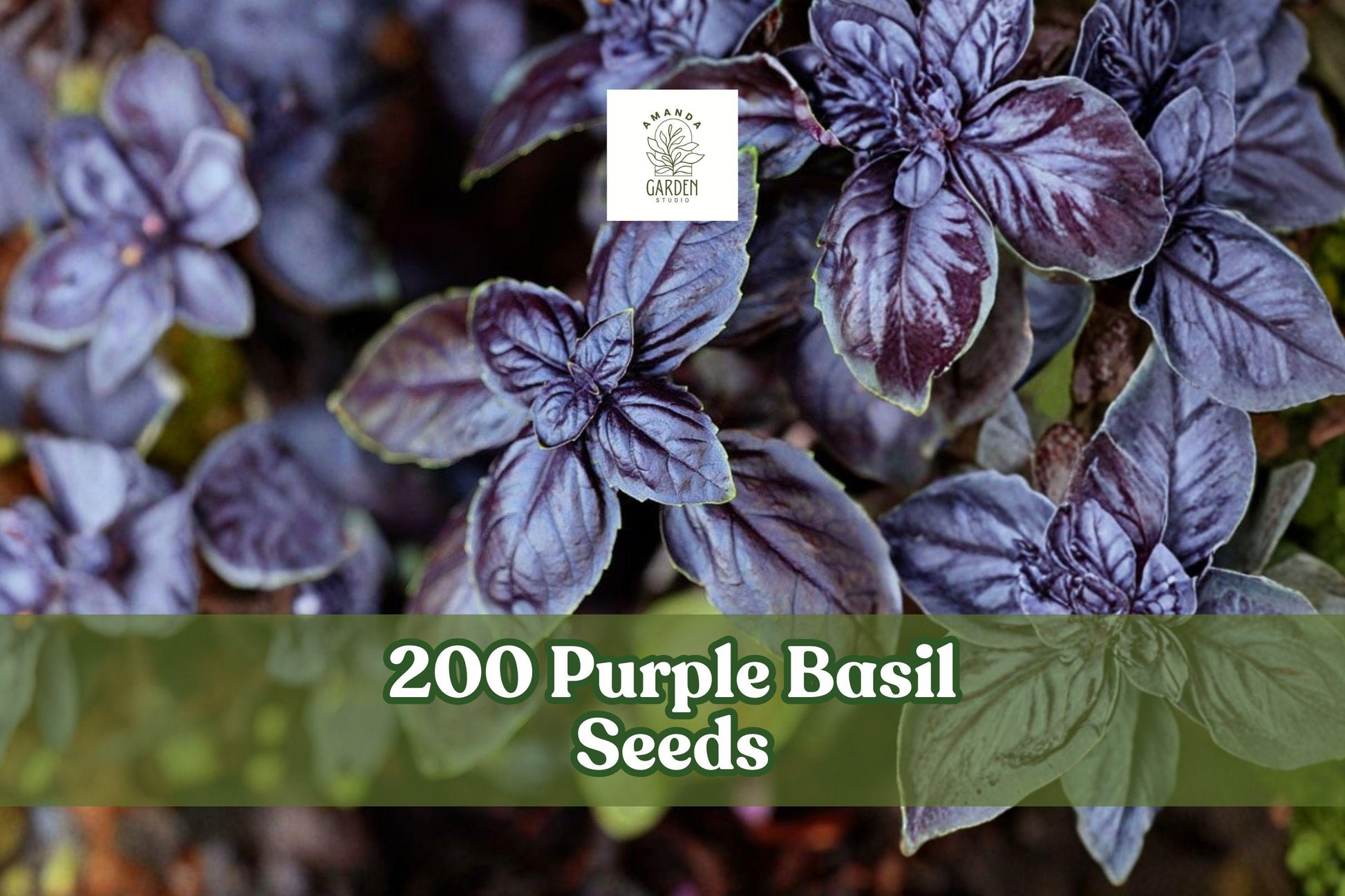 Purple Basil Seeds – 200 Ocimum basilicum Herb Seeds for Planting, Ornamental and Culinary Herb, Purple Leaves & Flowers
