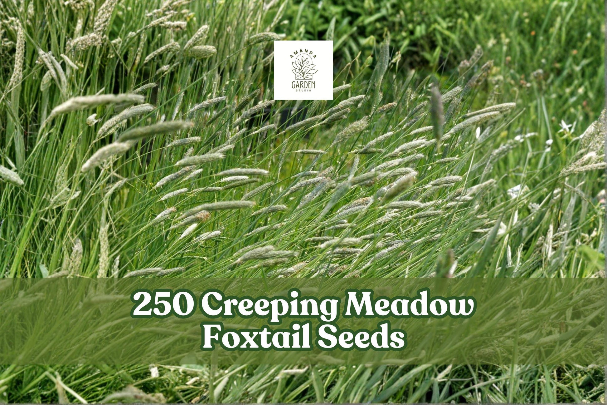 Creeping Meadow Foxtail Seeds – Perennial Ornamental Grass Alopecurus arundinaceus for Landscaping & Meadow Gardens