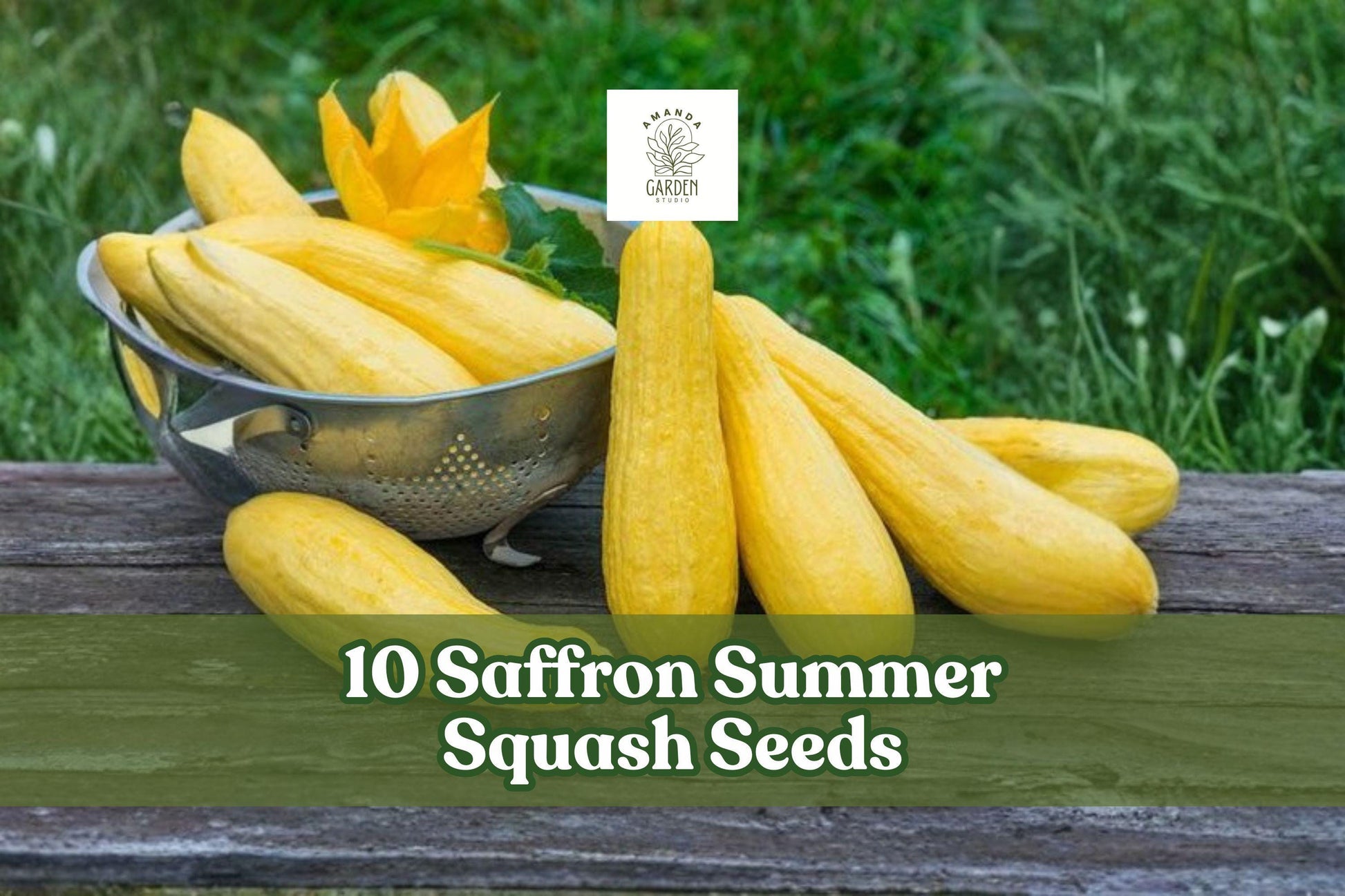 10 Saffron Summer Squash Seeds – Yellow Straightneck Cucurbita pepo, Easy Grow, Full Sun, 55 Days to Harvest