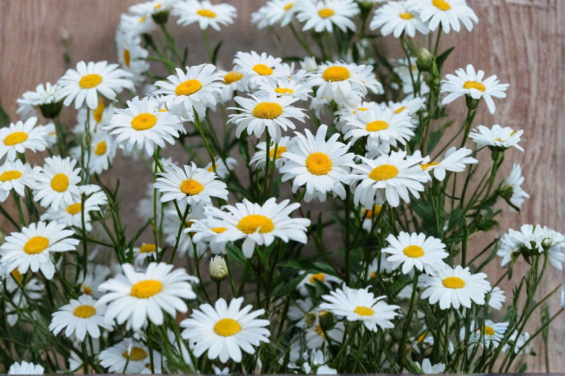 Alaska Shasta Daisy Seeds – 1000 Perennial White Flowers for Garden, Pollinator Friendly, Hardy Chrysanthemum maximum