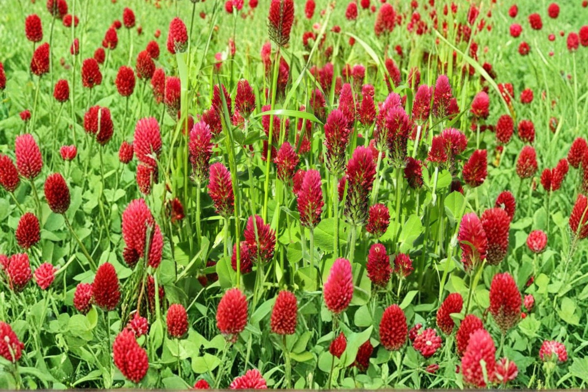 Crimson Clover Seeds – 300 Non-GMO Inoculated Trifolium incarnatum for Pollinator Gardens, Cover Crops & Soil Enrichment