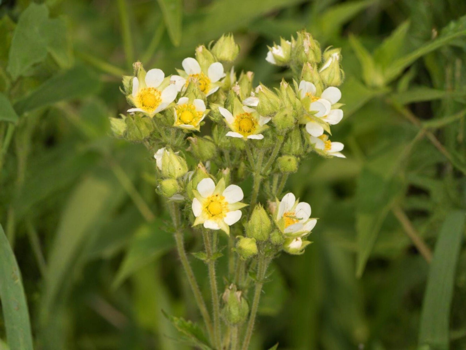 Potentilla Arguta Seeds – Prairie Cinquefoil Native Wildflower – White Summer Pollinator Perennial for Prairie Gardens & Restoration