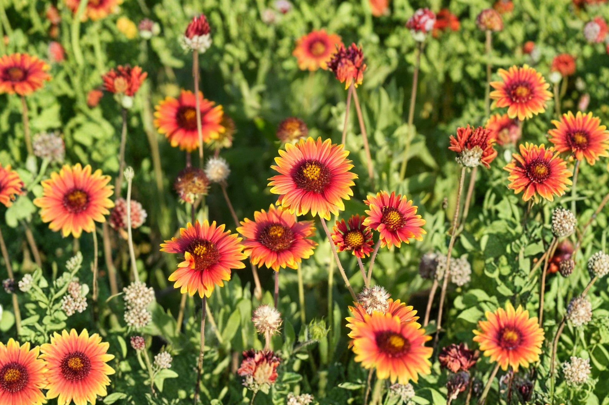 Indian Blanket Seeds - 200+ Gaillardia pulchella Wildflower Seeds for Pollinator Gardens, Drought-Tolerant, Bright Red and Yellow Blooms