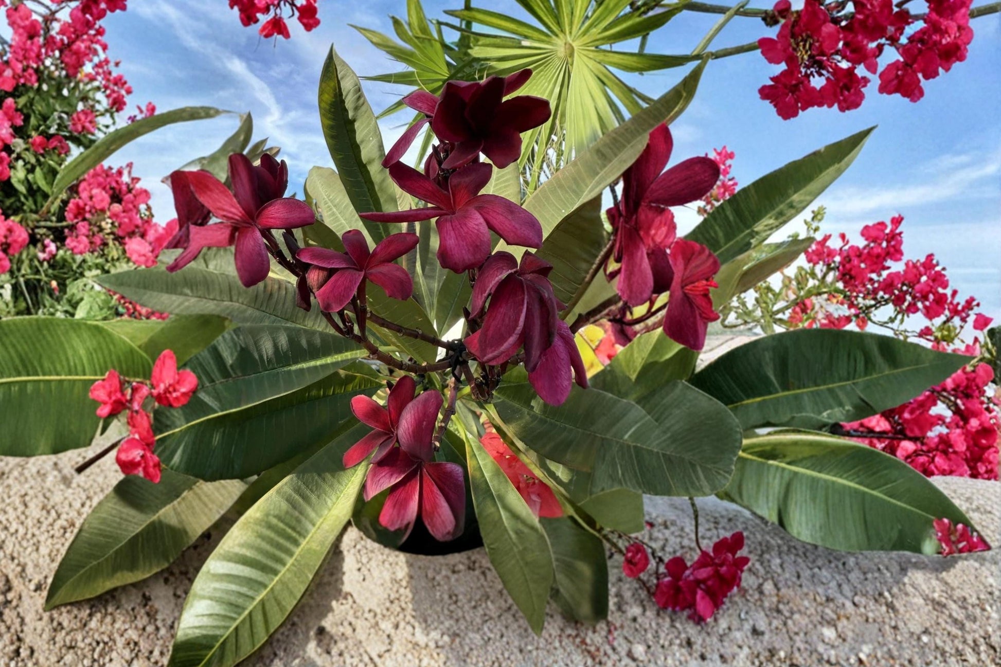 Mavina Plumeria Cutting – Dark Red Frangipani Flowering Tropical Plant, Plumeria spp.