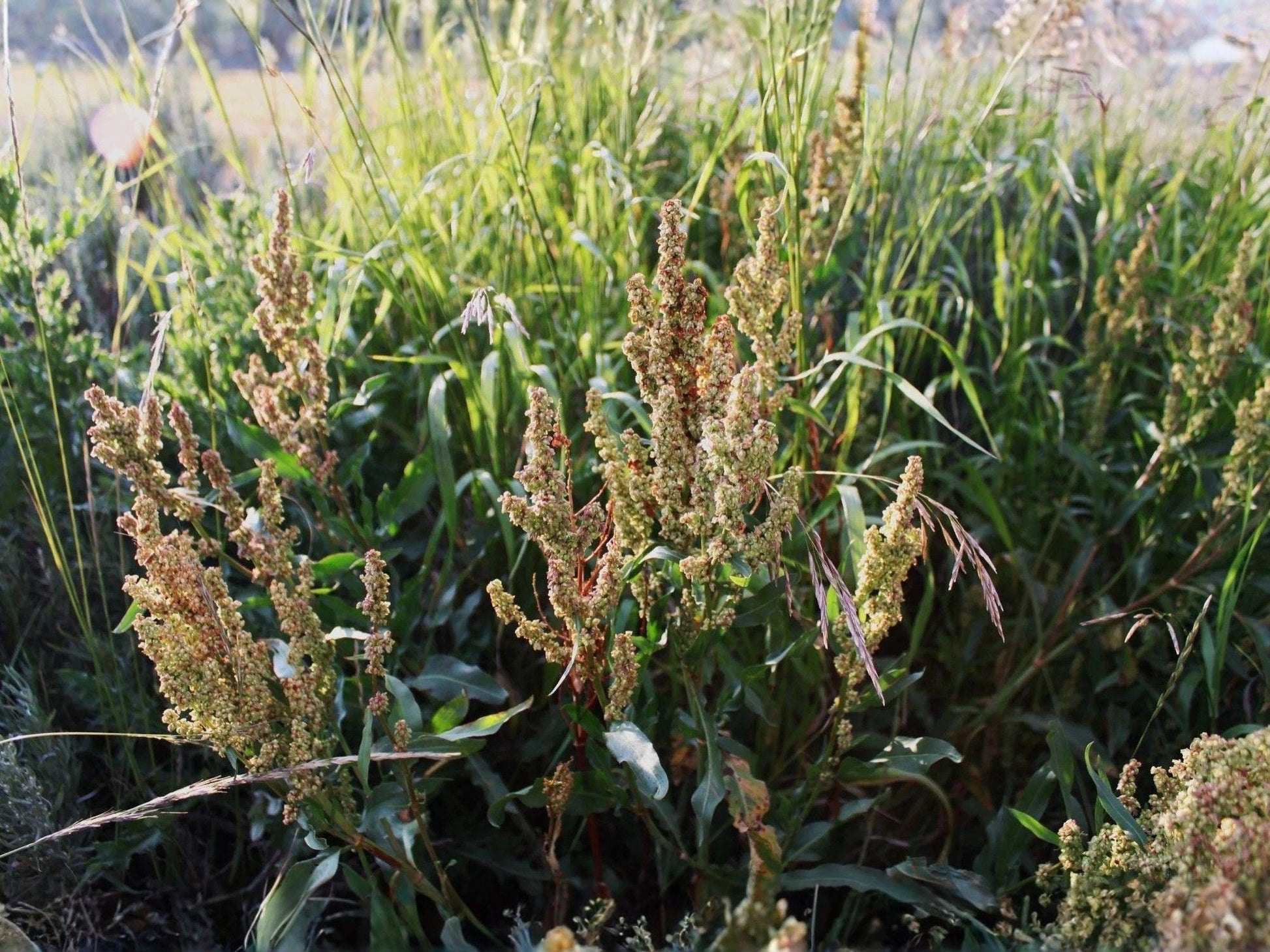 Water Dock Seeds – Heirloom Non-GMO Wetland Plant Seeds for Native Gardens, Rain Gardens, Pond Edges – Rumex orbiculatus