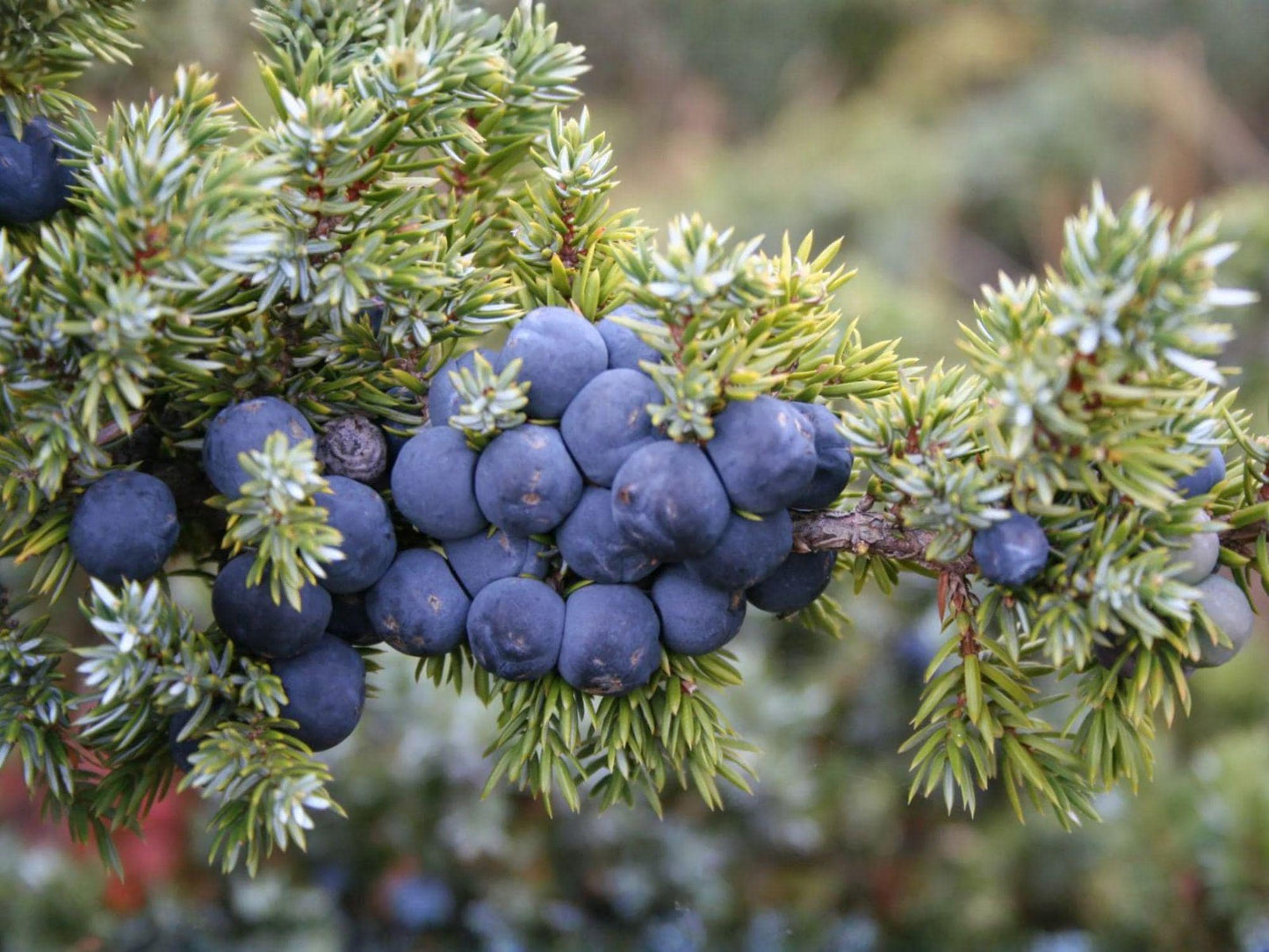 Juniperus communis Seeds – Heirloom Non-GMO Common Juniper for Garden Planting, Evergreen, Hardy, Natural Landscape