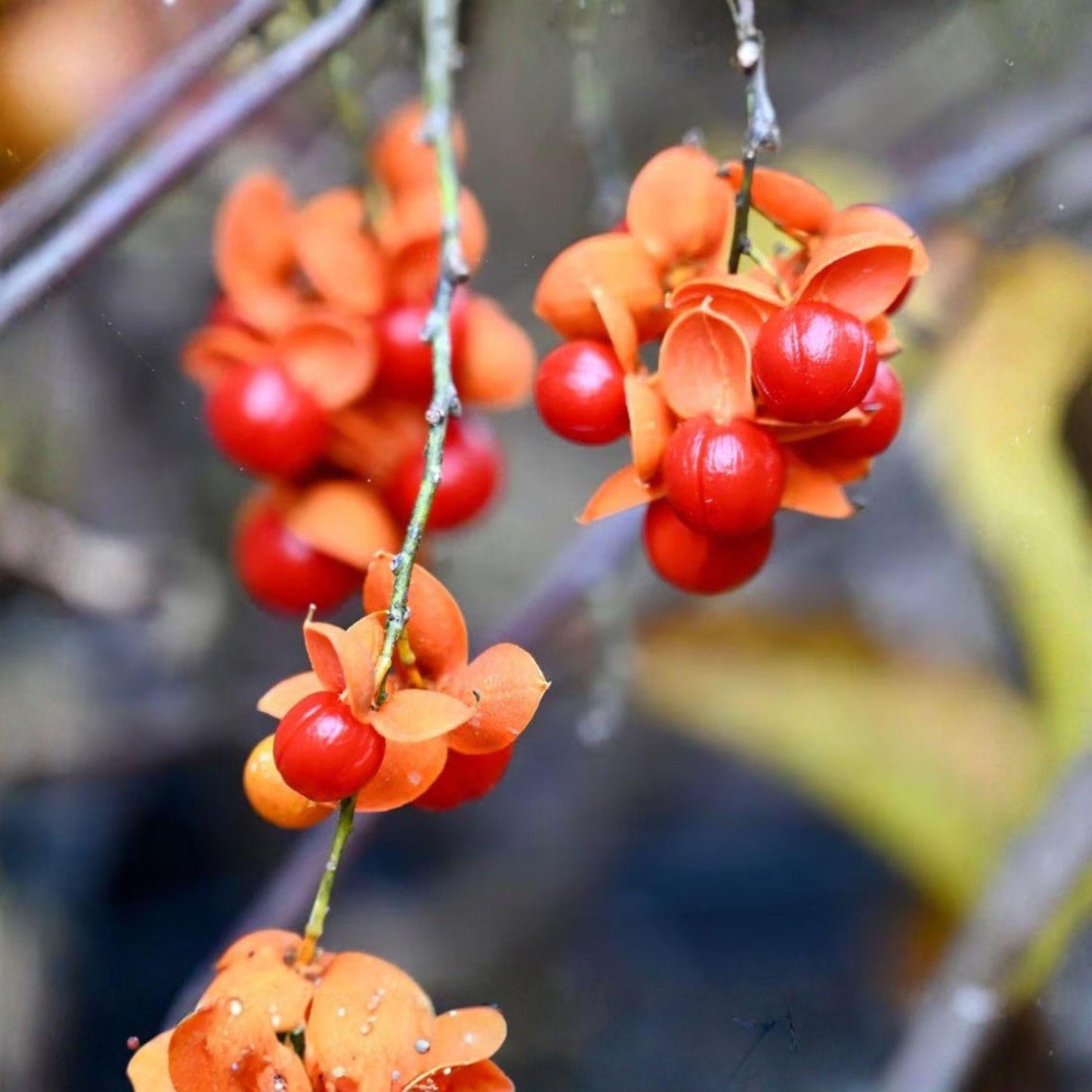 Celastrus scandens Seeds 30 pcs American Bittersweet Climbing Vine with Orange Berries, Native Deciduous Plant for Fences & Trellises