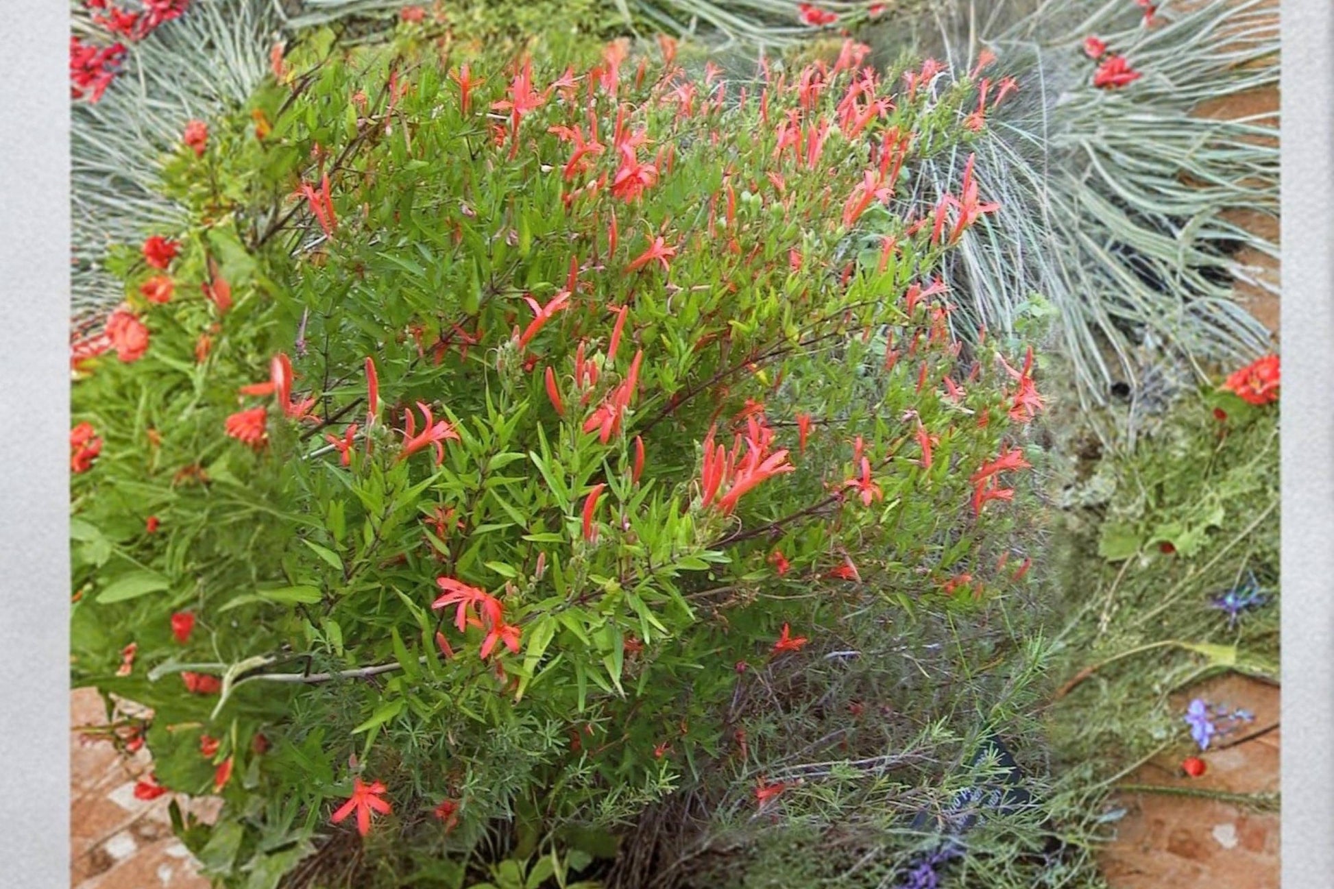 Flame Acanthus Shrub 1 Gallon Anisacanthus quadrifidus Native Texas Drought-Tolerant Plant