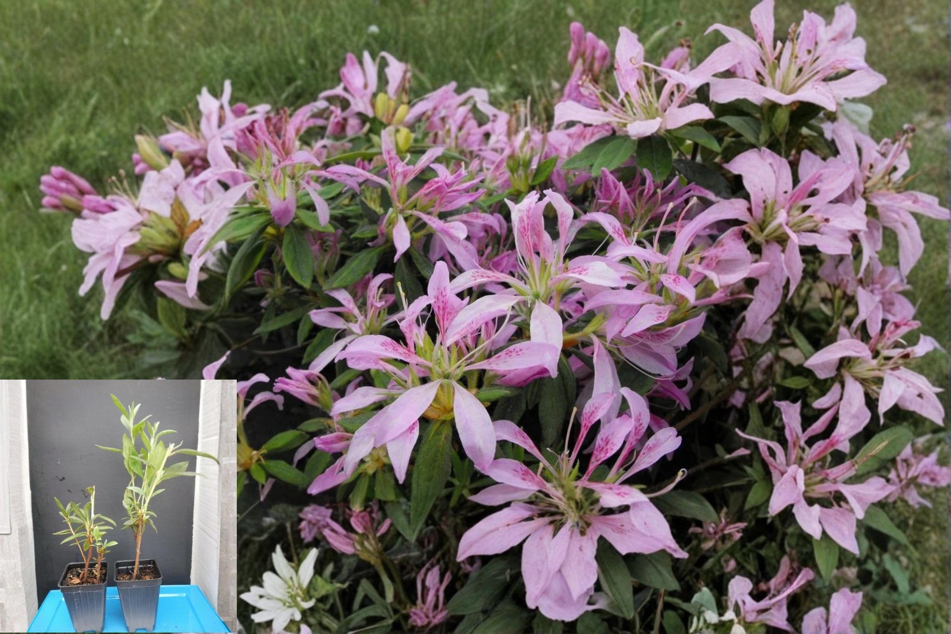 Koromo Shikibu Azalea Plant, Deciduous Rhododendron, Purple Flowers, Garden Shrub, Landscape Planting