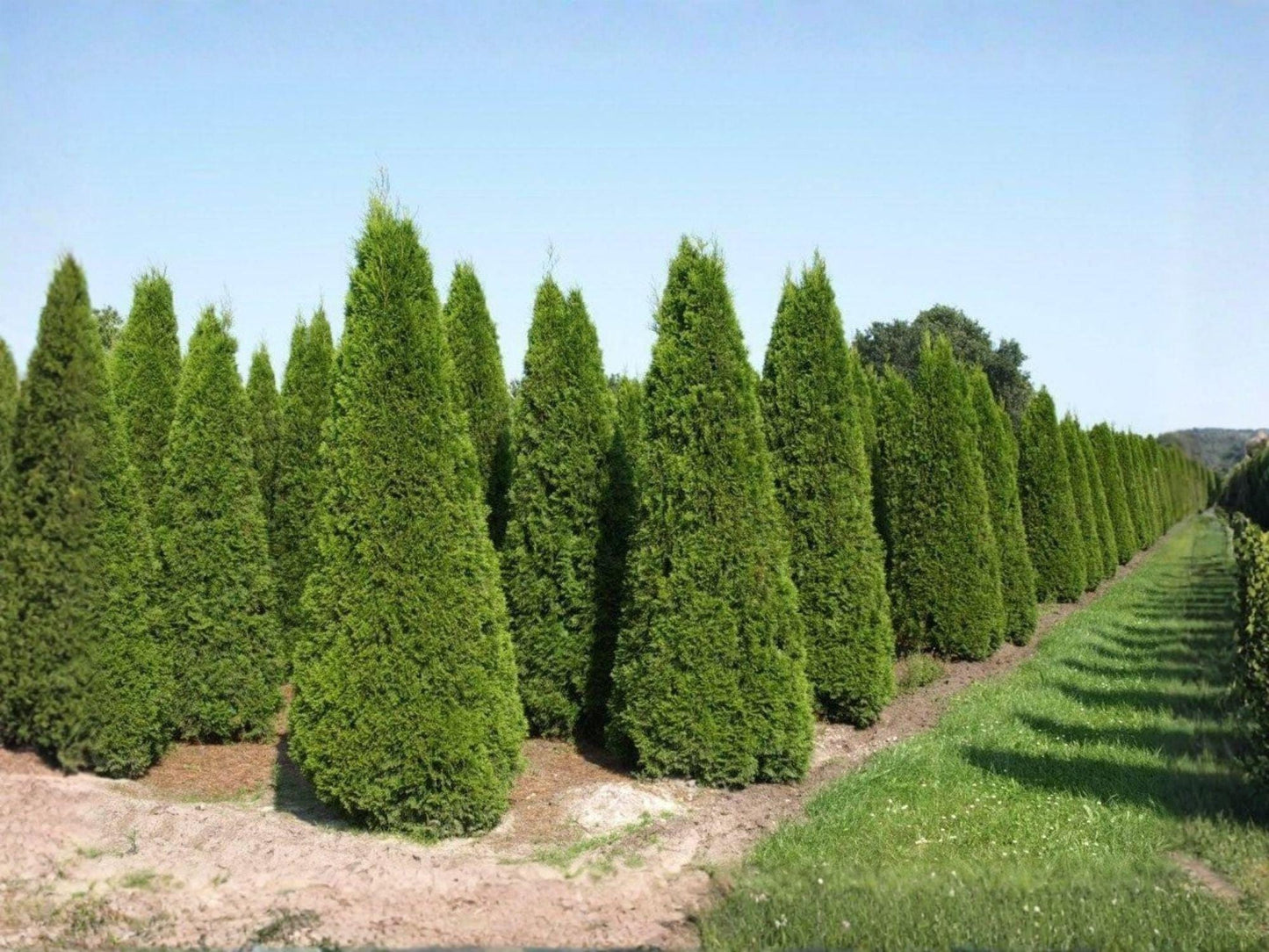 Heirloom Eastern Arborvitae Seeds – Non-GMO Thuja occidentalis Evergreen Tree Seeds for Landscaping & Garden Growth