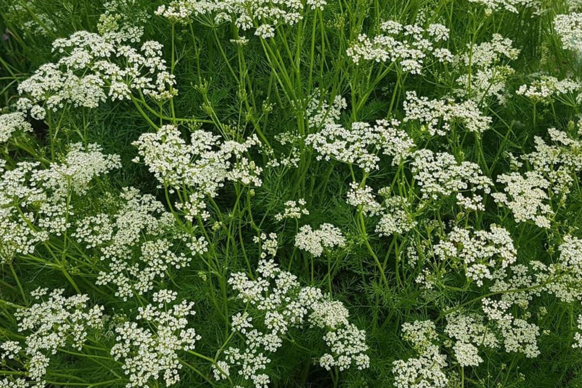 Partial Shade Wildflower Seed Mix – 500 Non-GMO Perennial and Annual Flower Seeds for Shade Gardens and Pollinator Habitats