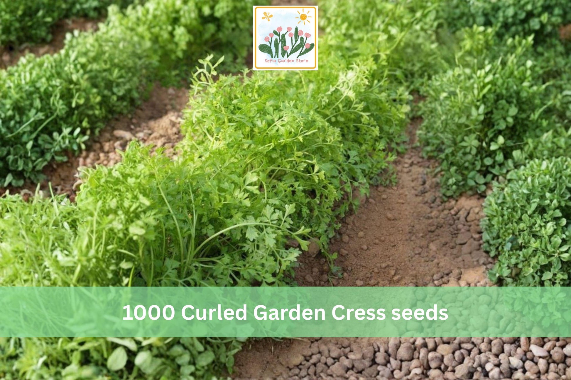Curled Garden Cress Seeds – 1000 Lepidium sativum Fast-Growing Pepper Cress for Indoor & Outdoor Gardens
