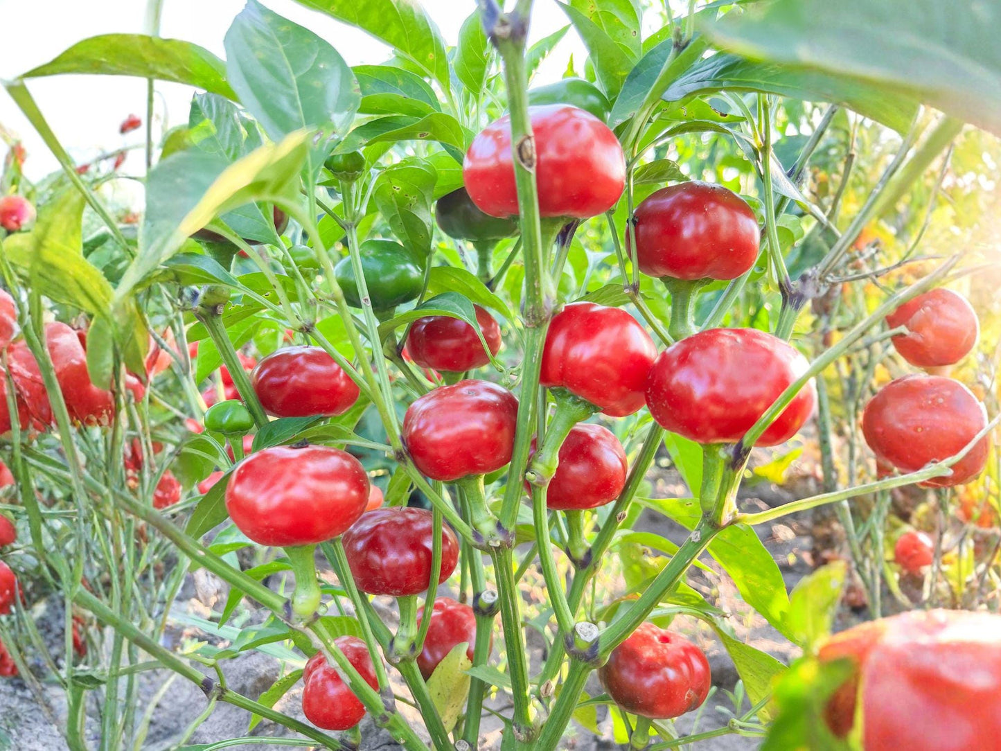 Large Red Cherry Pepper Seeds – Capsicum annuum, Compact Bush, Green to Red, for Garden & Container Planting