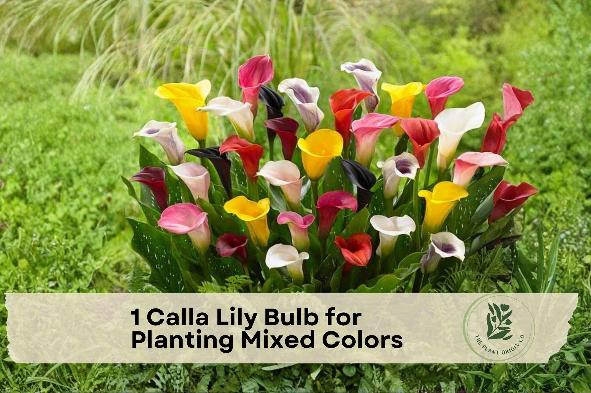 Calla Lily Bulb Mixed Colors – Zantedeschia spp. Flowering Plant for Garden Beds & Containers