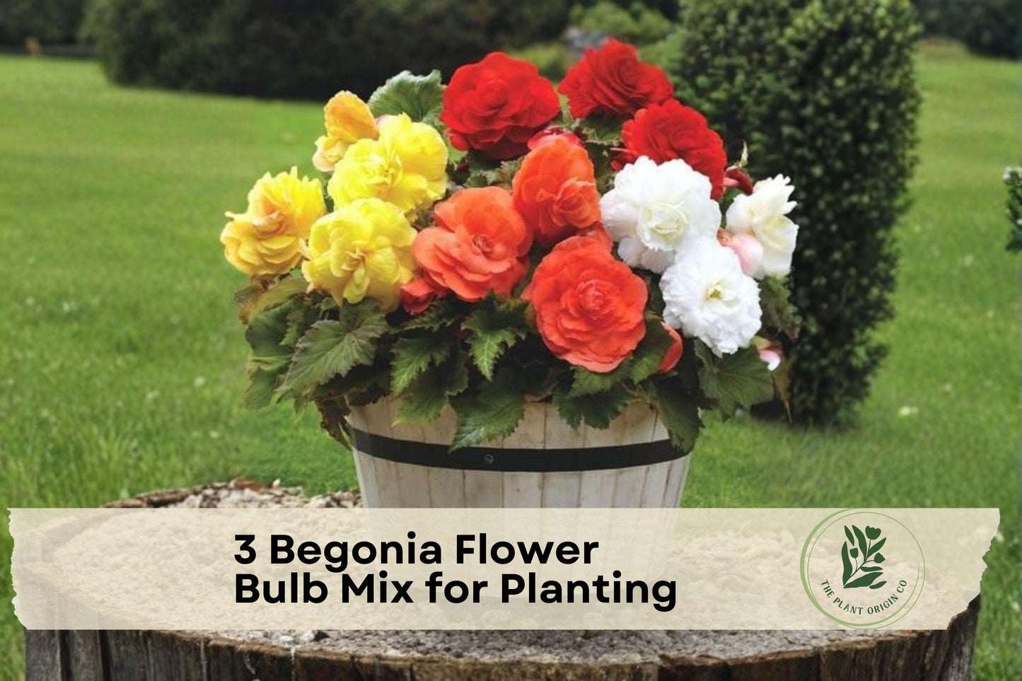 Begonia Flower Bulb Mix, Mixed Colors, Easy to Grow, Begonia spp., Garden & Container Planting