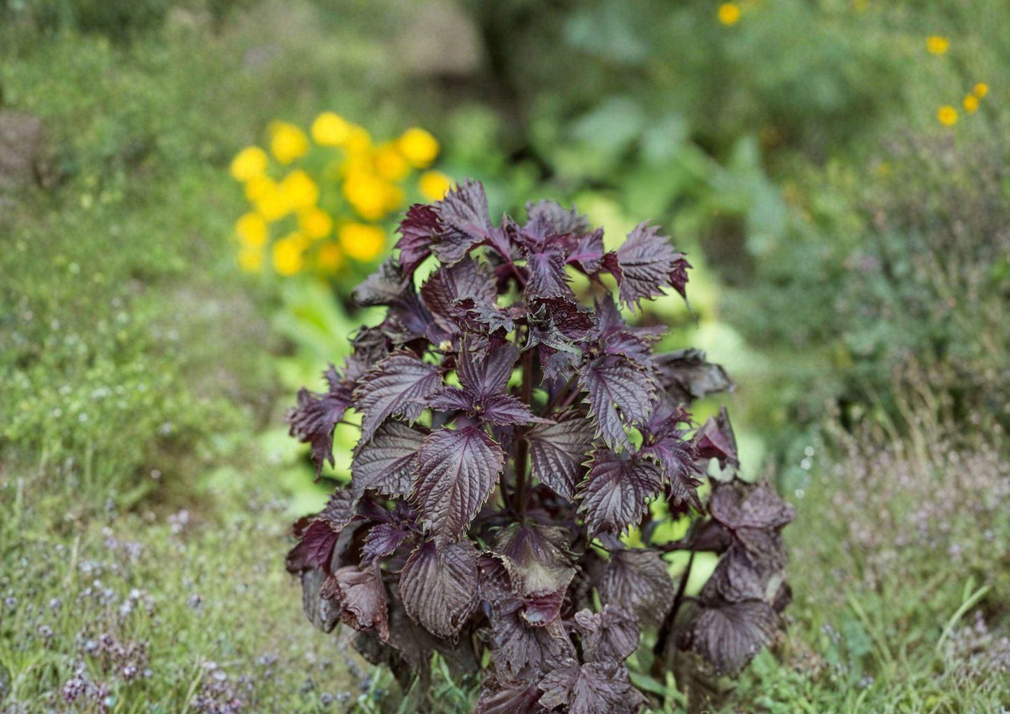 Shiso Herb Seeds 100 Count Perilla frutescens Aromatic Culinary Herb for Asian Cooking and Herb Gardens