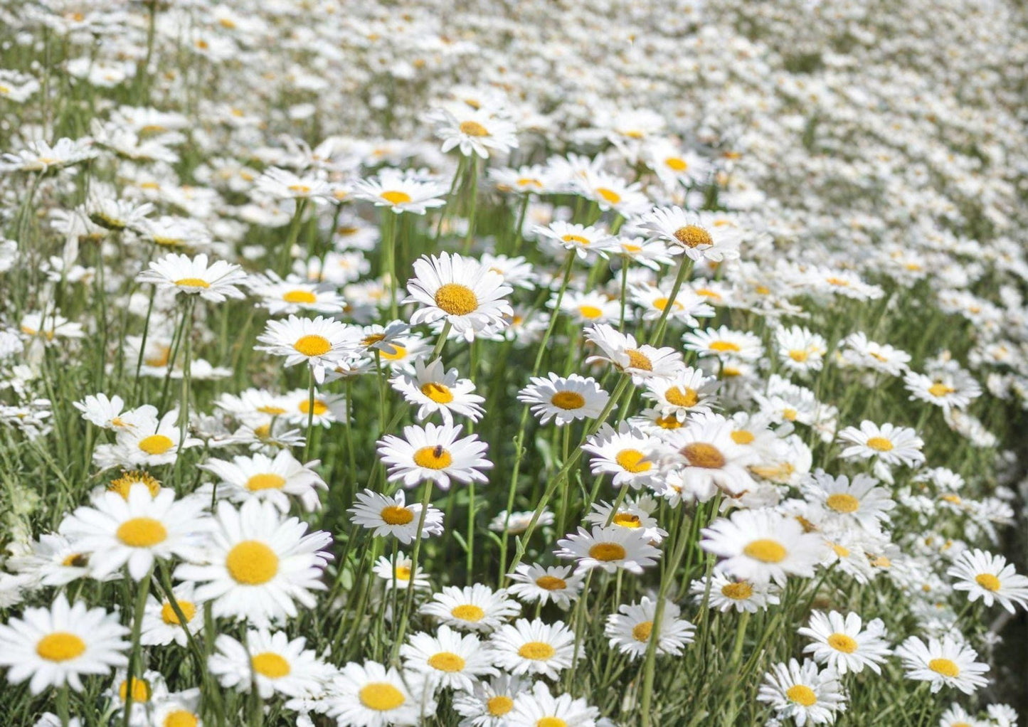 Alaska Shasta Daisy Seeds – White Perennial Flower for Borders & Cottage Gardens – Chrysanthemum maximum, Butterfly Attracting