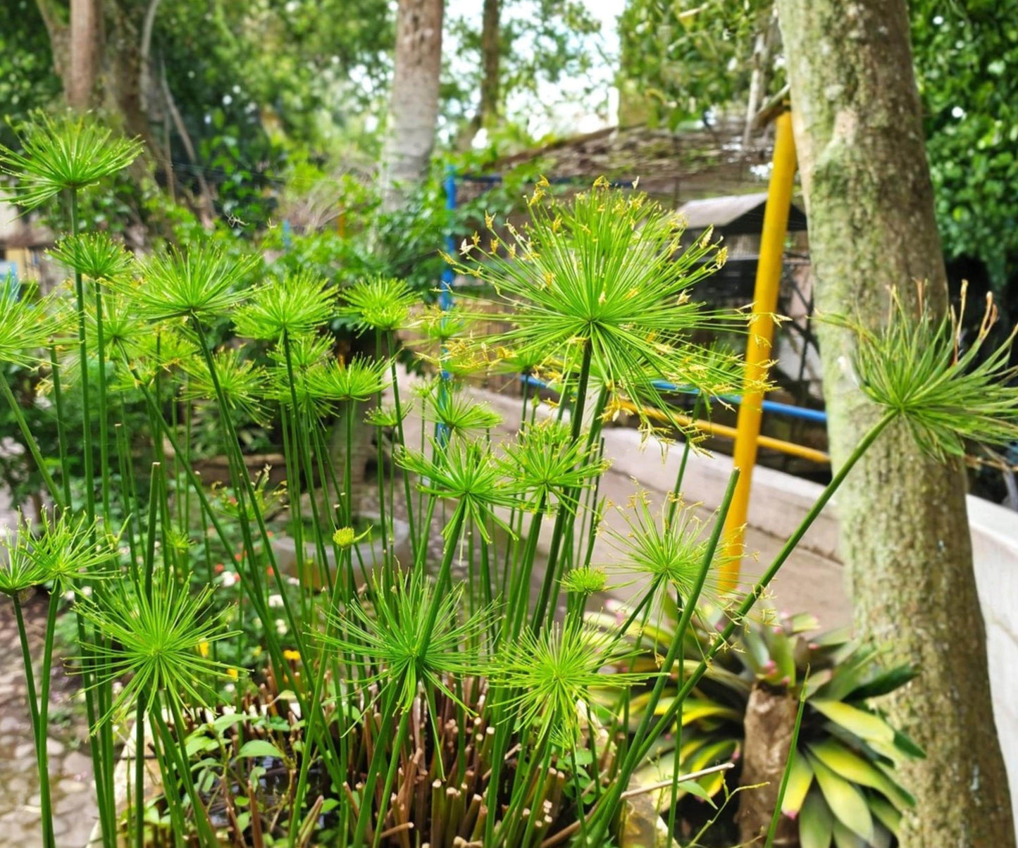 Dwarf Papyrus Live Pond Plant – Cyperus haspan Tropical Aquatic Marginal Water Garden Plant
