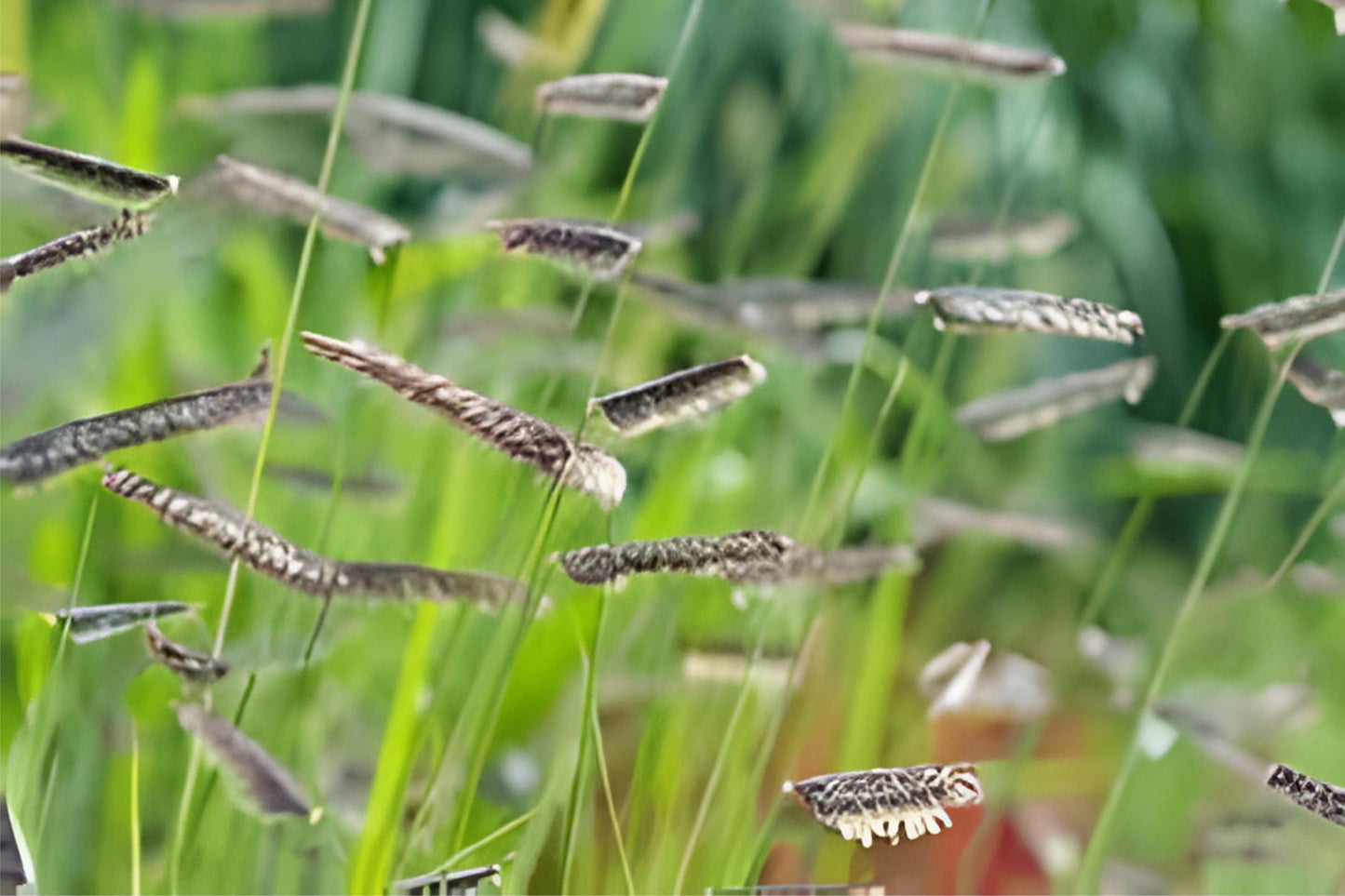 Blue Grama Grass Seeds (100) – Native Prairie Grass, Drought Tolerant, Bouteloua gracilis, Easy to Grow for Lawns & Xeriscaping