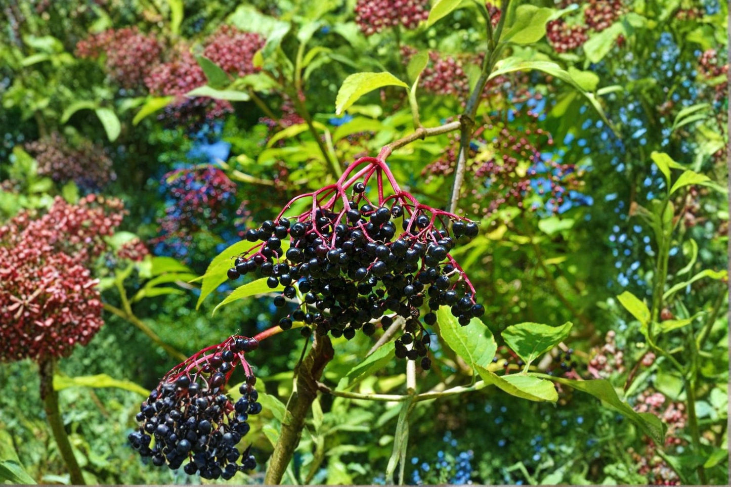 Johns Elderberry Unrooted Cuttings - Sambucus canadensis Perennial Shrub for Hedgerows & Landscapes