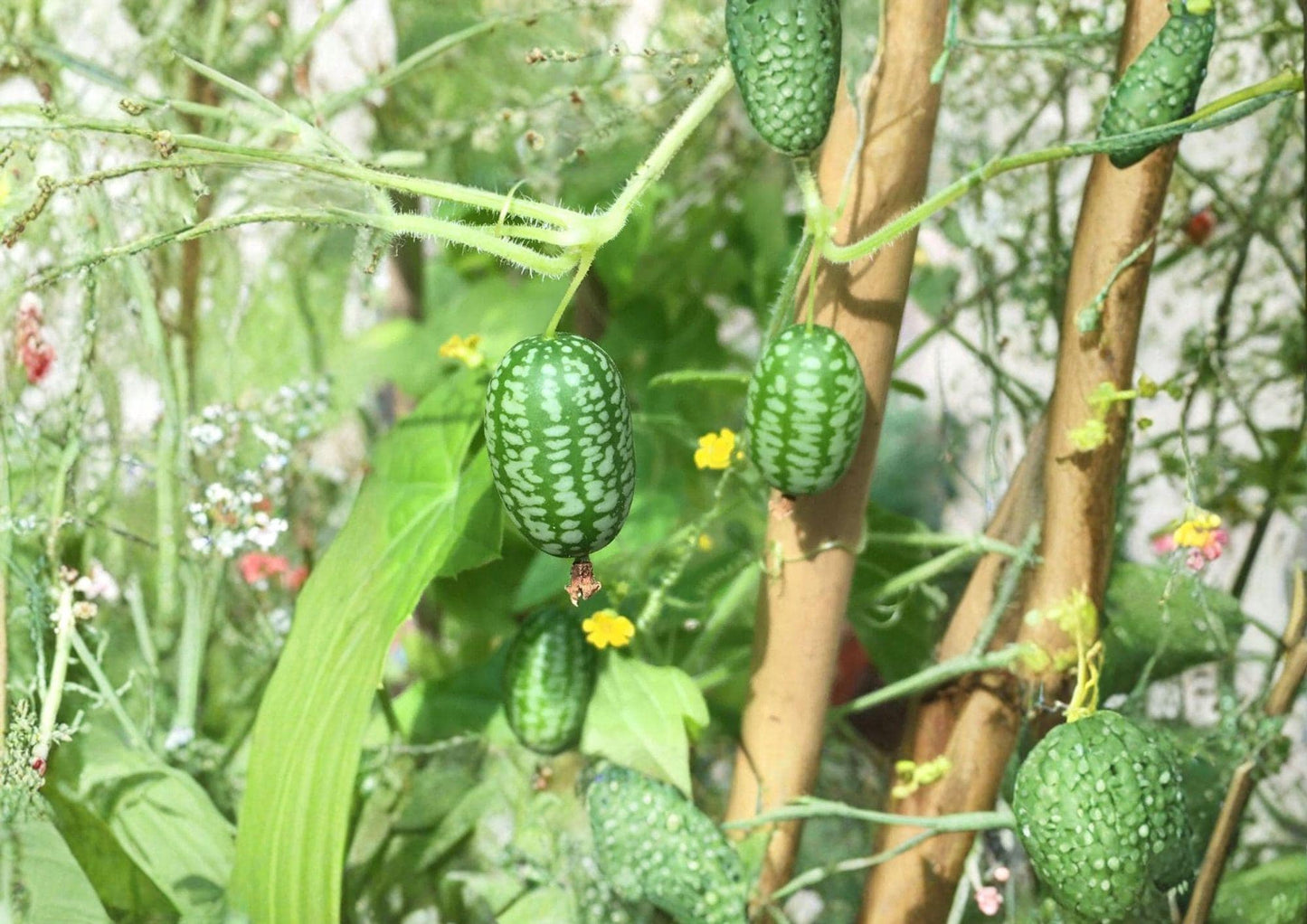 Mouse Melon Seeds, Cucamelon, Mexican Sour Gherkin, Melothria scabra, Heirloom Non-GMO Vine, Snack-Size Fruit, Garden Planting