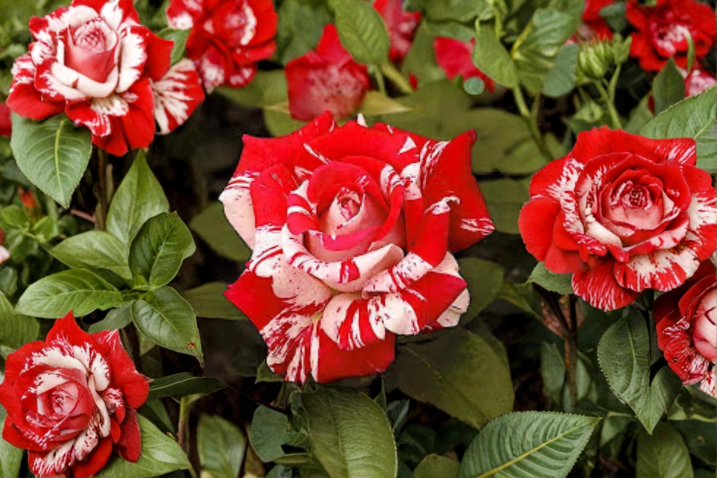 Avant Garde Rose Bare Root Plant – Striped Hybrid Tea Rosa Hybrid Tea for Garden, Landscape & Floral Arrangements