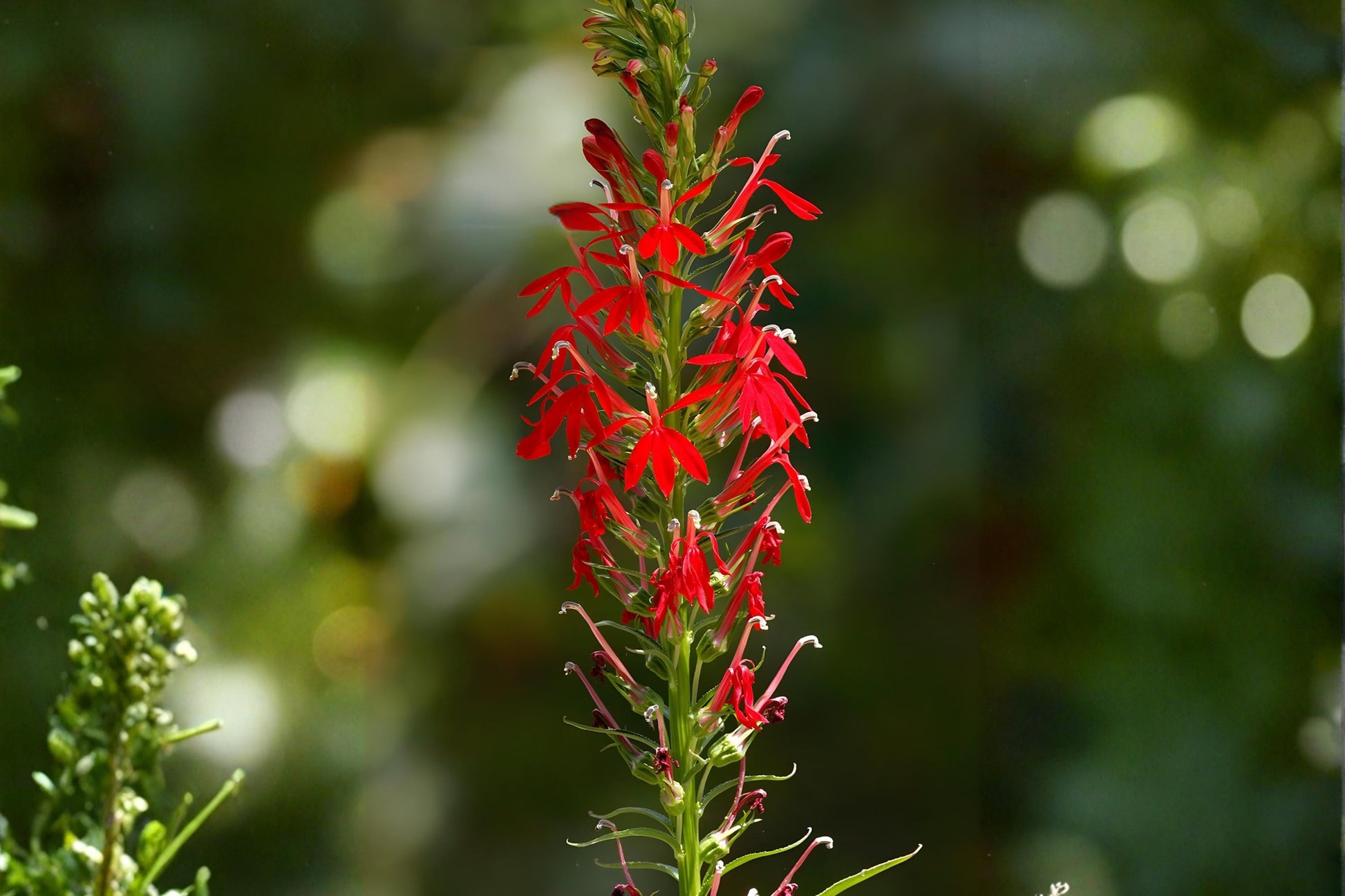 Cardinal Flower Seeds – Native Wildflower with Vivid Red Blooms, Attracts Hummingbirds, Moist Soil, Pollinator Habitat, Easy to Grow