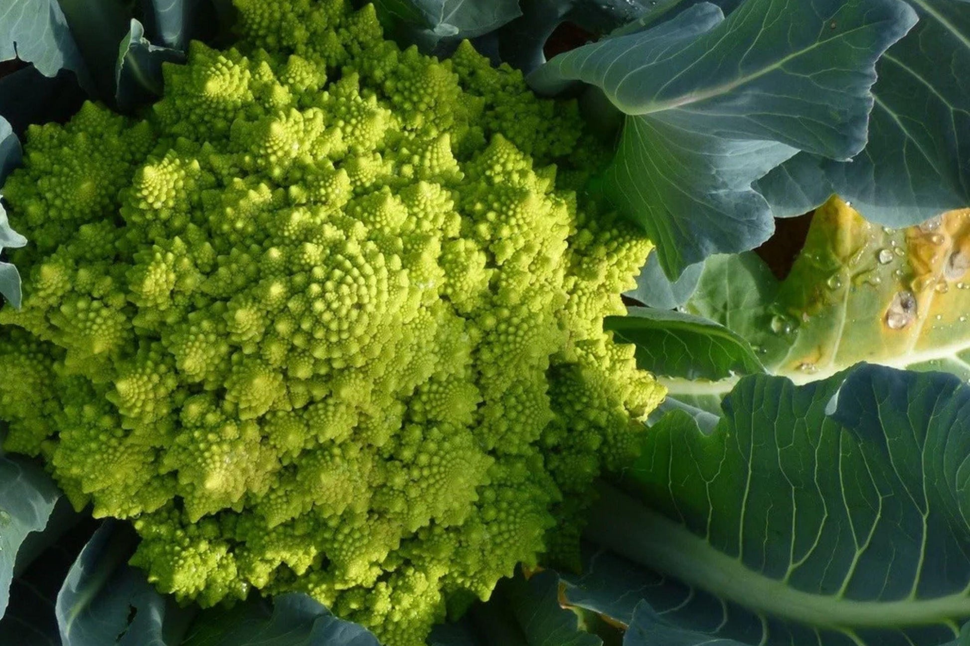 Romanesco Broccoli Seeds - Heirloom Fractal Cauliflower, Non-GMO, Brassica Oleracea, Nutty Flavor, Cool Season Vegetable Seeds