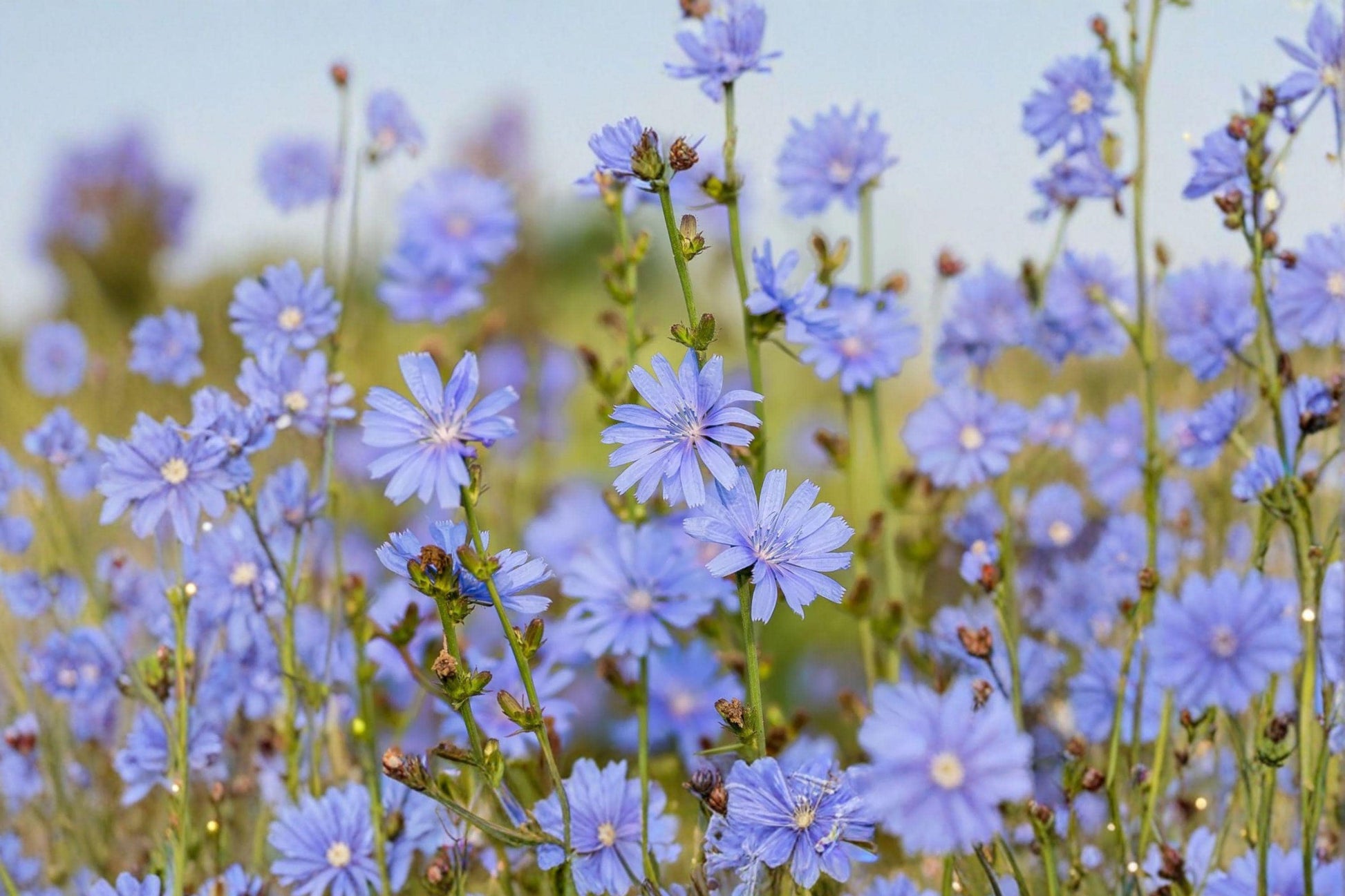 Chicory Seeds 1000+ Blue Dandelion Wildflower Herb for Garden, Cichorium intybus, Pollinator Attracting, Perennial Herb