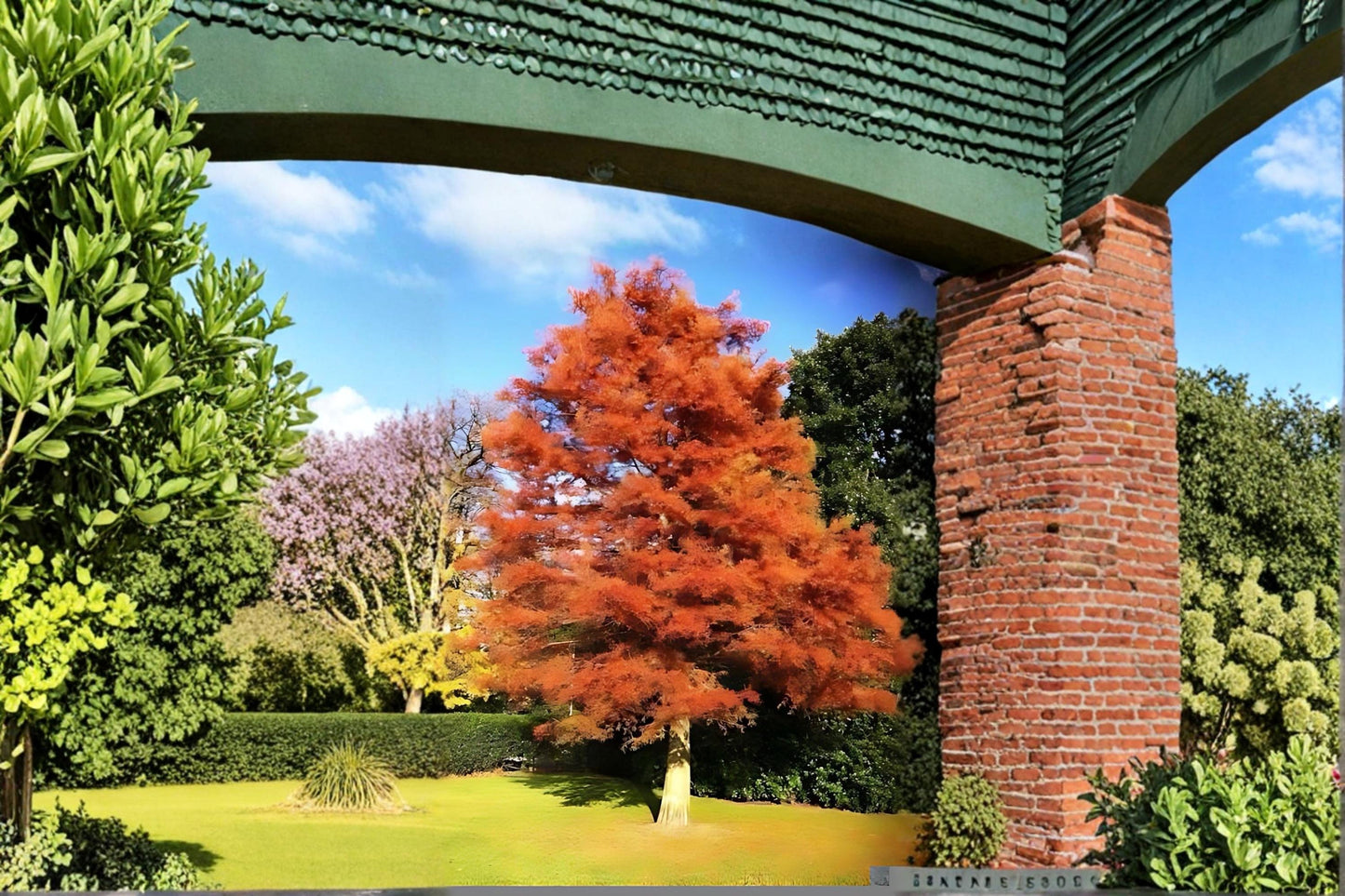 Dawn Redwood Live Plants 2ft Bare Root, Deciduous Conifer Tree, Metasequoia glyptostroboides, Ornamental Landscape Tree