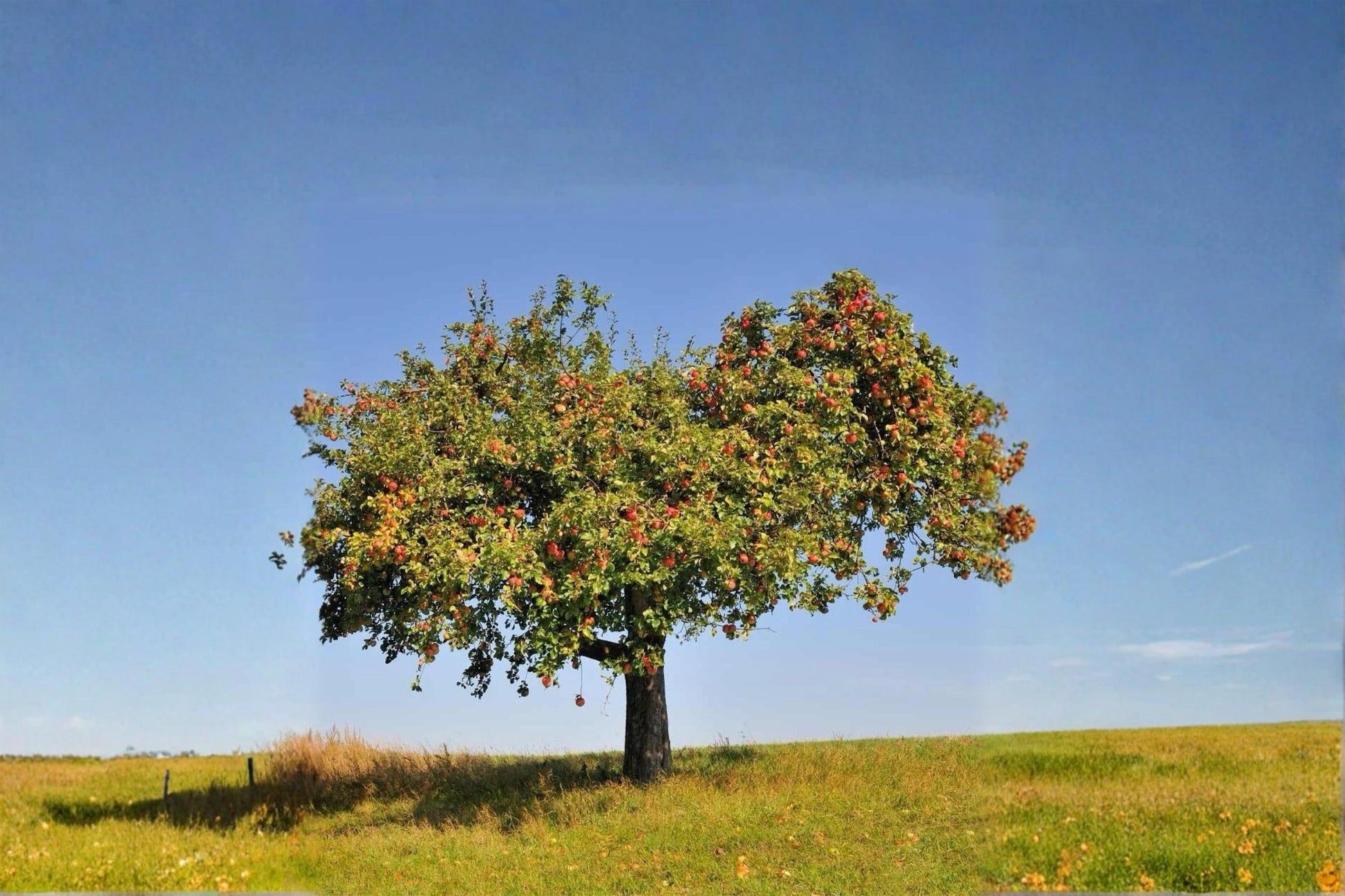 Gala Apple Tree Live Plant, Bare Root, 2ft Tall, Malus domestica 'Gala' Fruit Tree for Backyard Orchard & Edible Landscape