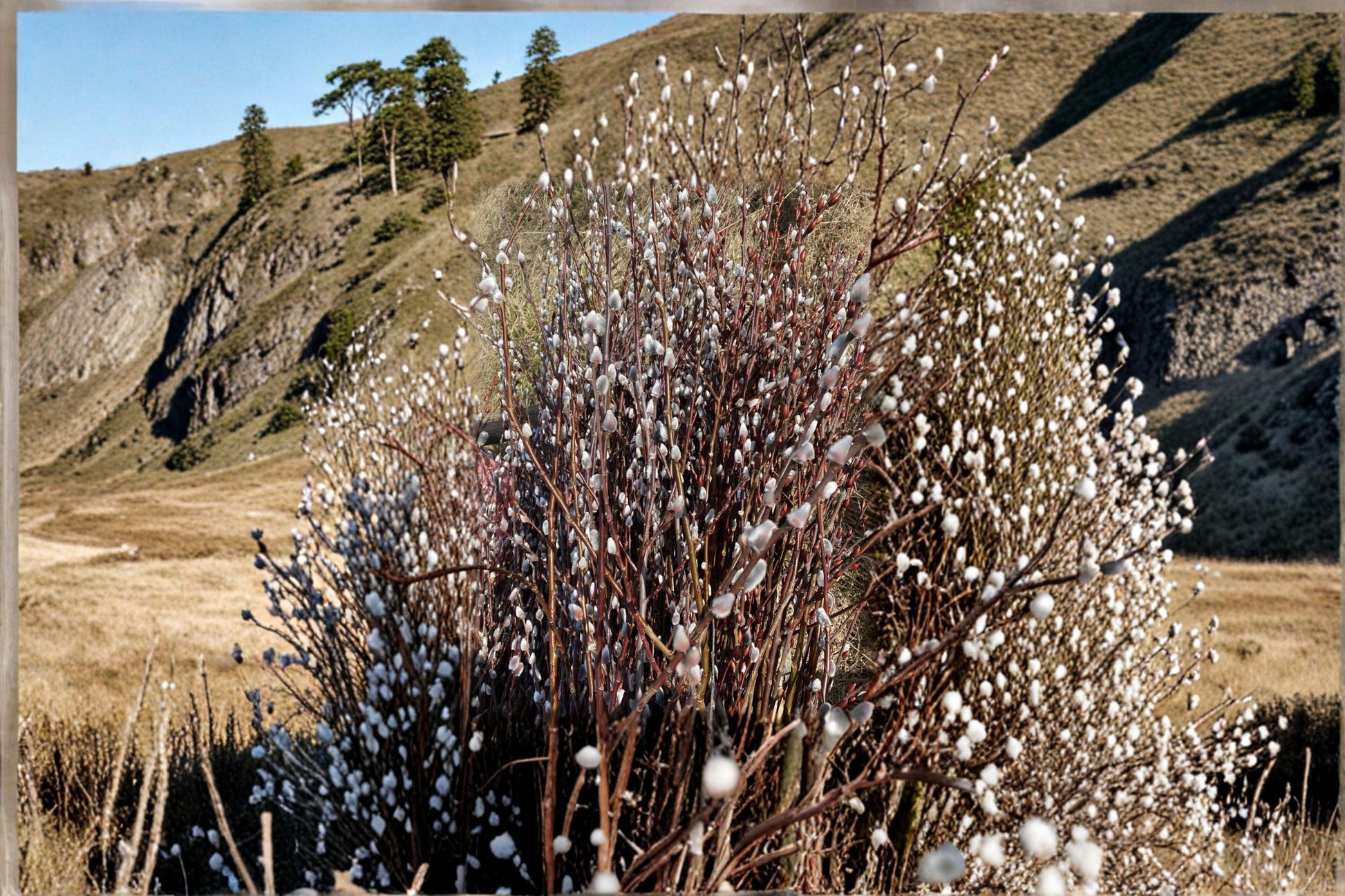 Pussy Willow Cuttings 10 Pack | Salix japonica Early Flowering Ornamental Shrub with Fuzzy Catkins