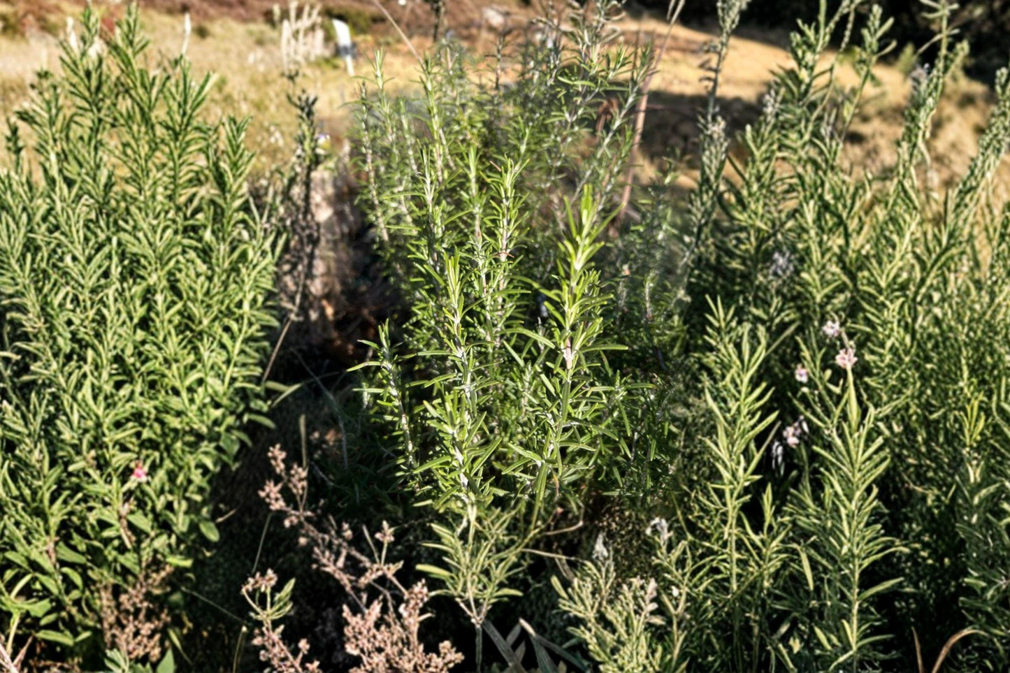 Rosemary Seeds, Culinary Herb, Mediterranean, Rosmarinus officinalis, Non-GMO, Herb Garden, Container Plant