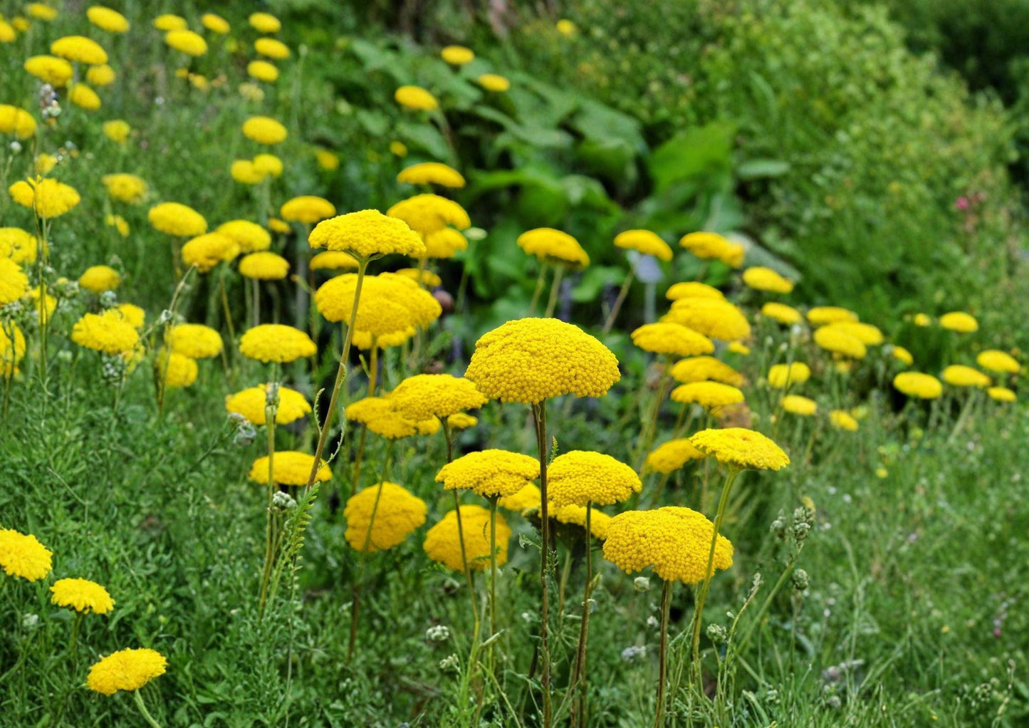 Gold Yarrow Seeds - Achillea filipendulina, Bright Yellow Perennial Wildflower for Pollinator Gardens & Borders, 1000 Seeds