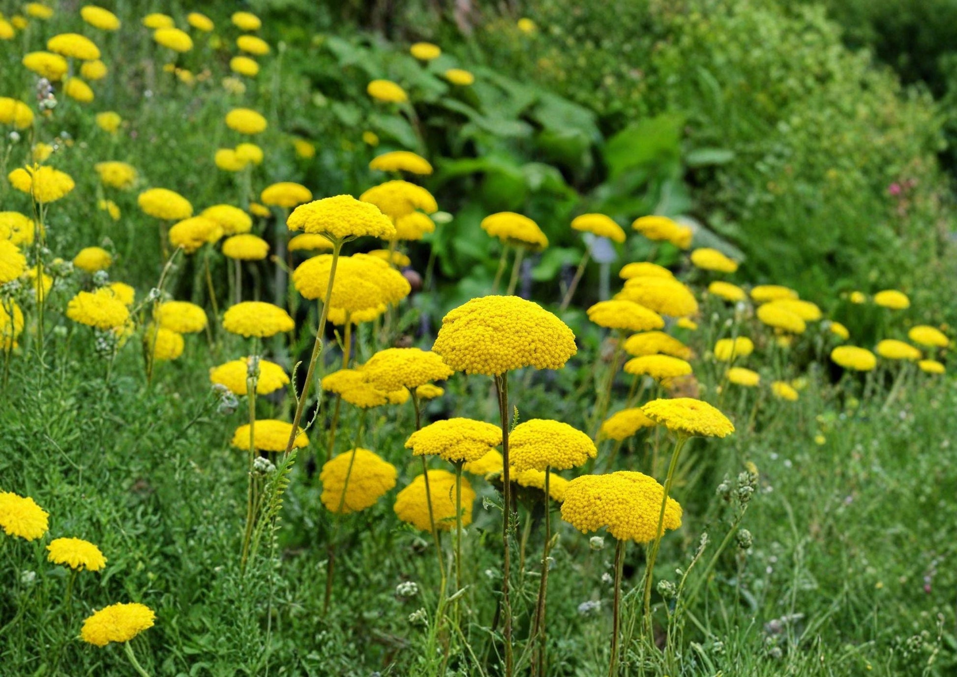 Gold Yarrow Seeds - Achillea filipendulina, Bright Yellow Perennial Wildflower for Pollinator Gardens & Borders, 1000 Seeds